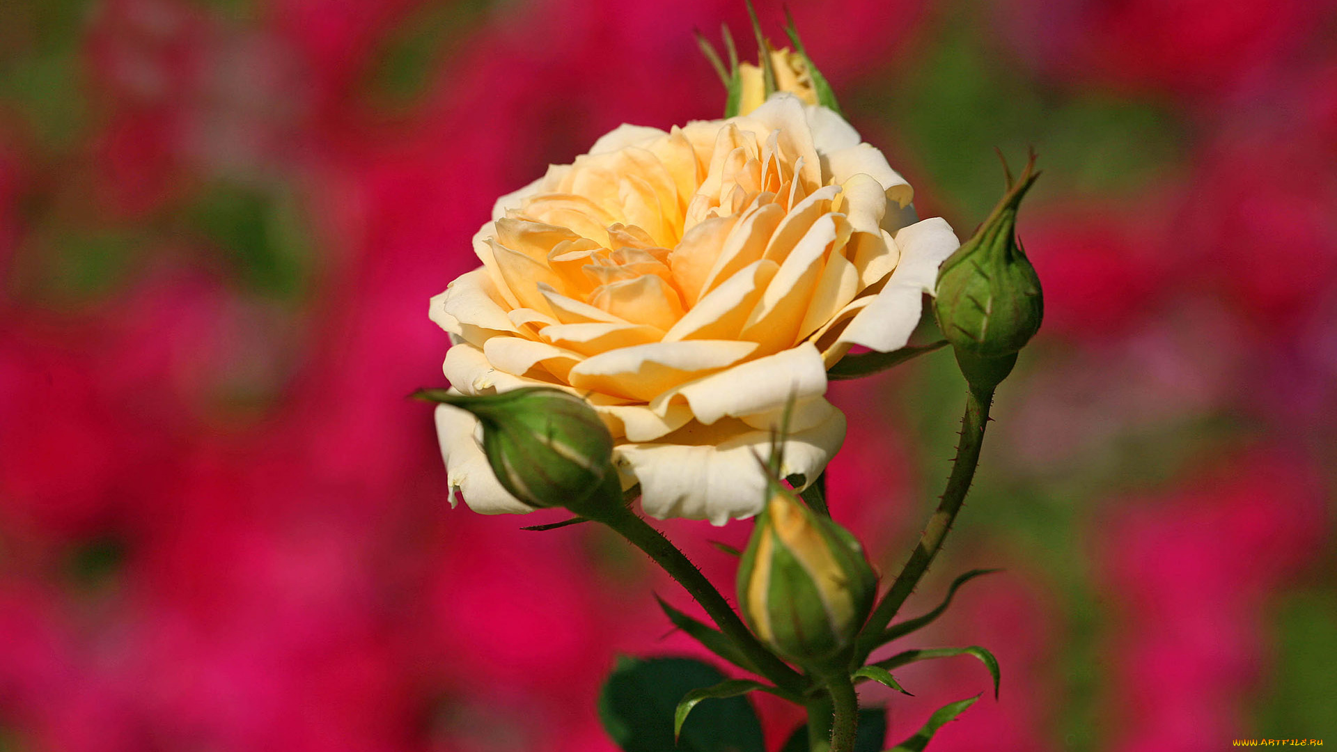 цветы, розы, роза