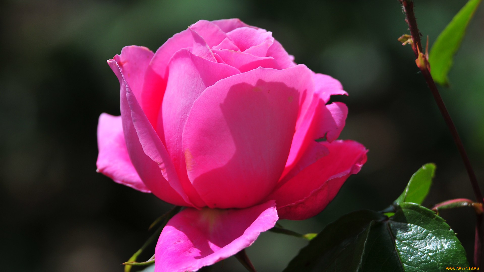 цветы, розы, розовый