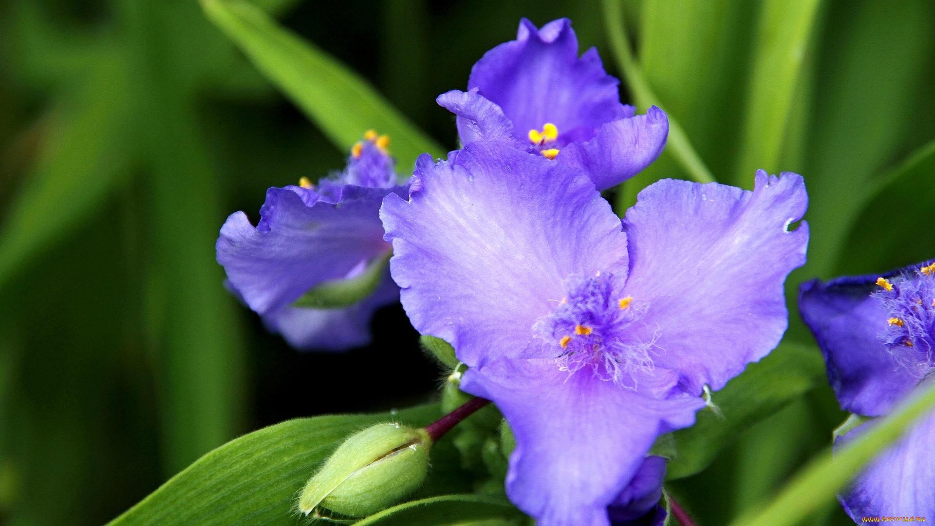 цветы, традесканции, сиреневый