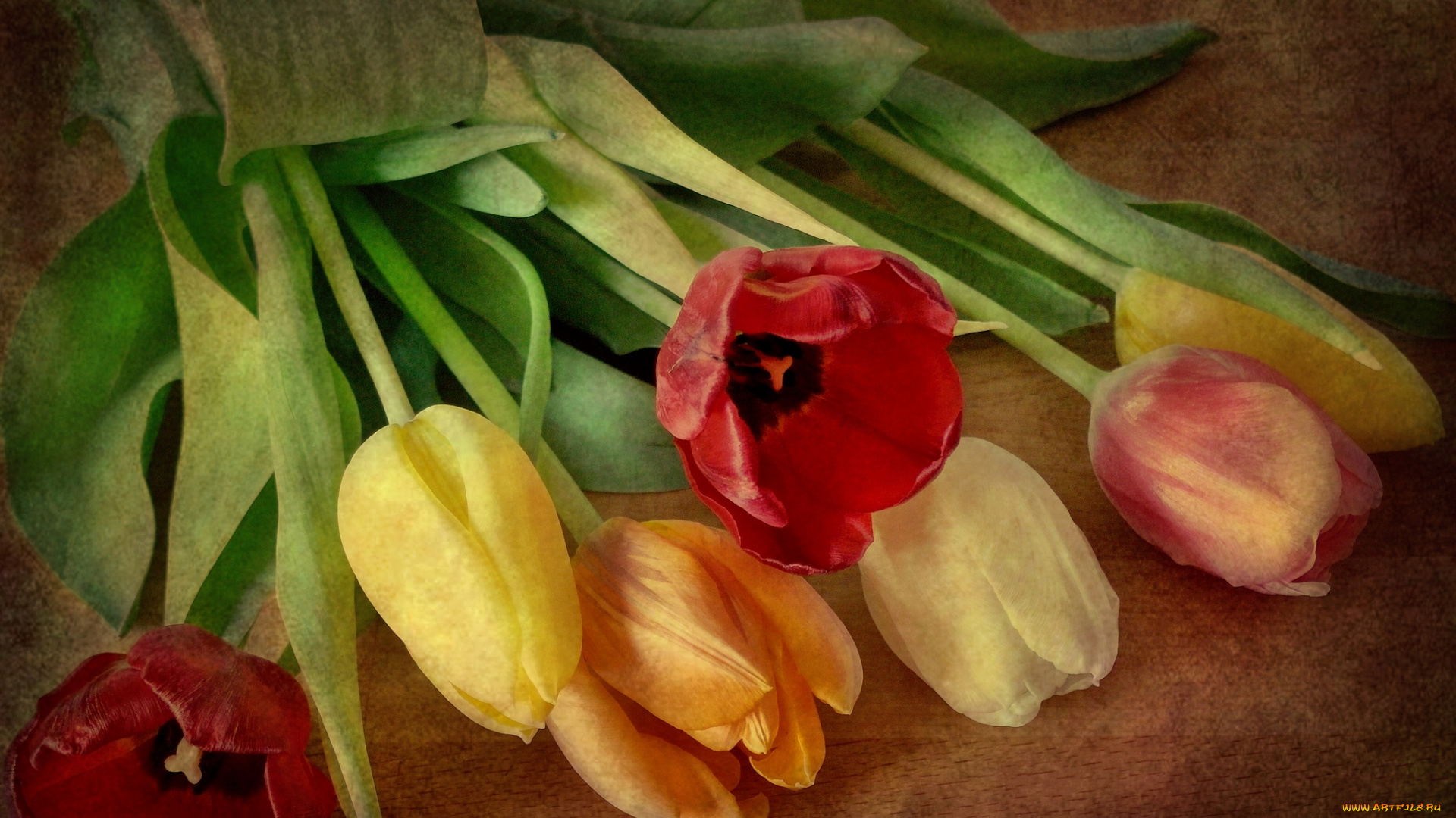 цветы, тюльпаны, бутоны