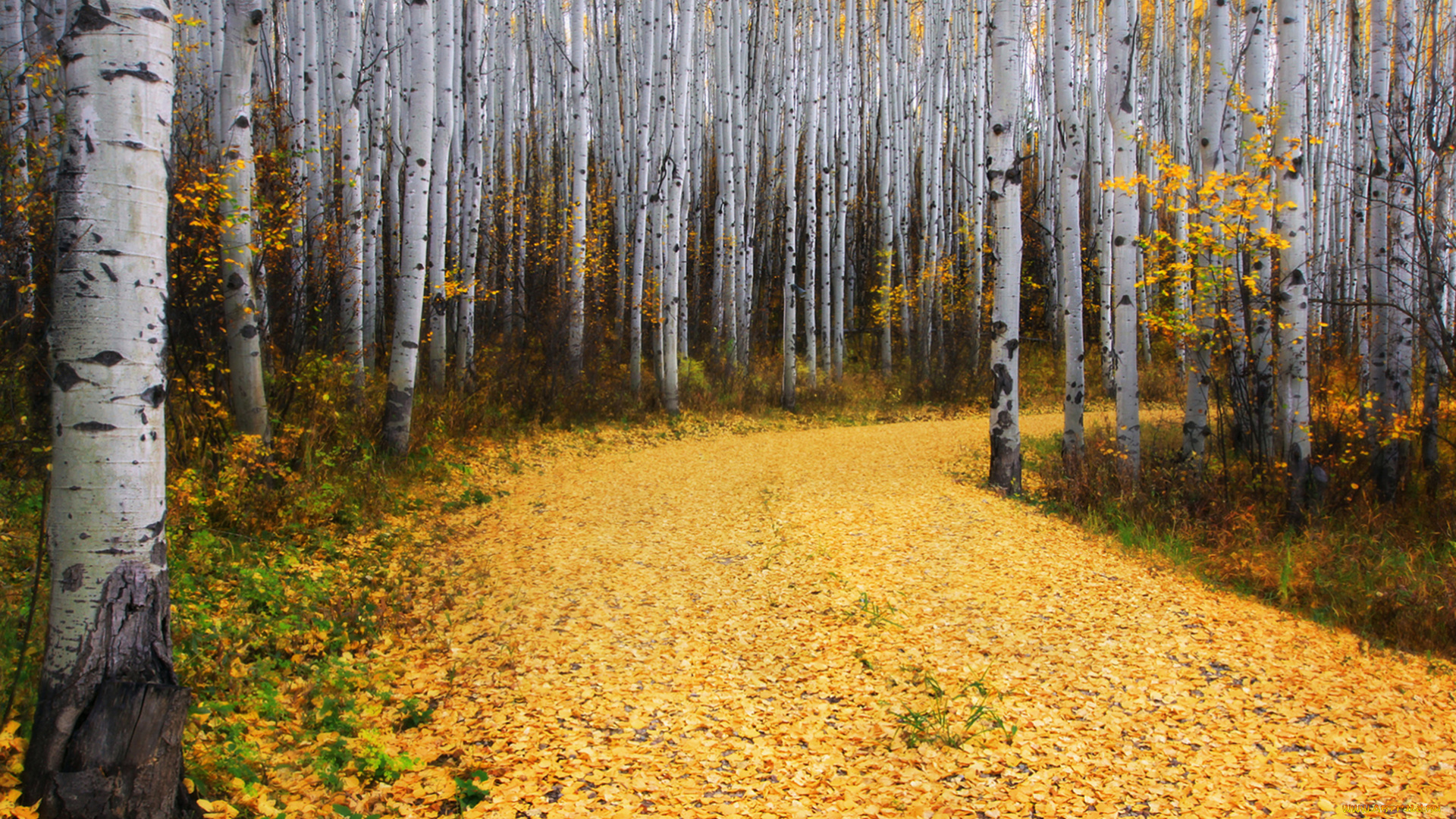 природа, дороги, дорога, опавшая, о, ень, березовая, роща, листва