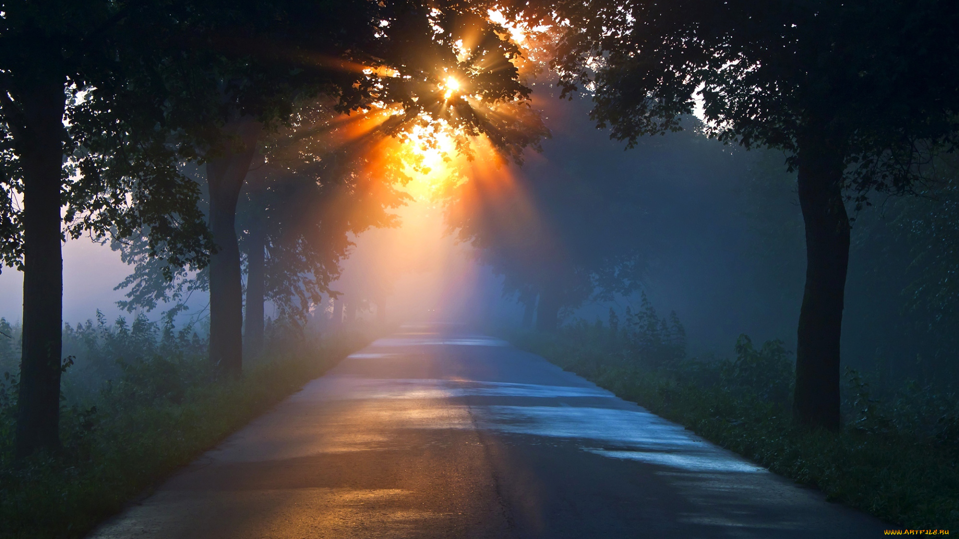 природа, дороги, лучи, солнце, дорога, туман, лес