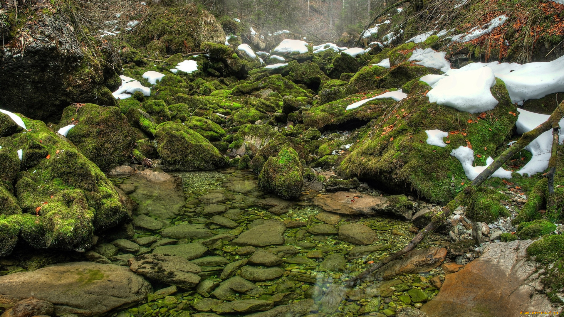 природа, другое, камни, мох, лес, бурелом