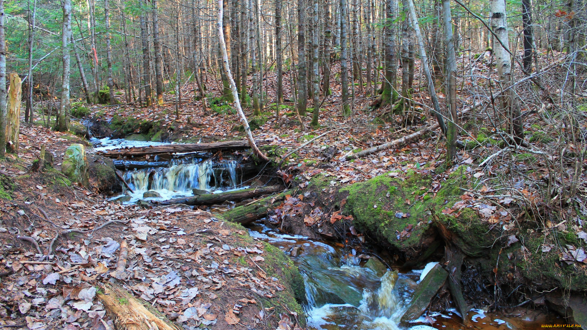 природа, лес, овраз, ручей, сучья, листва