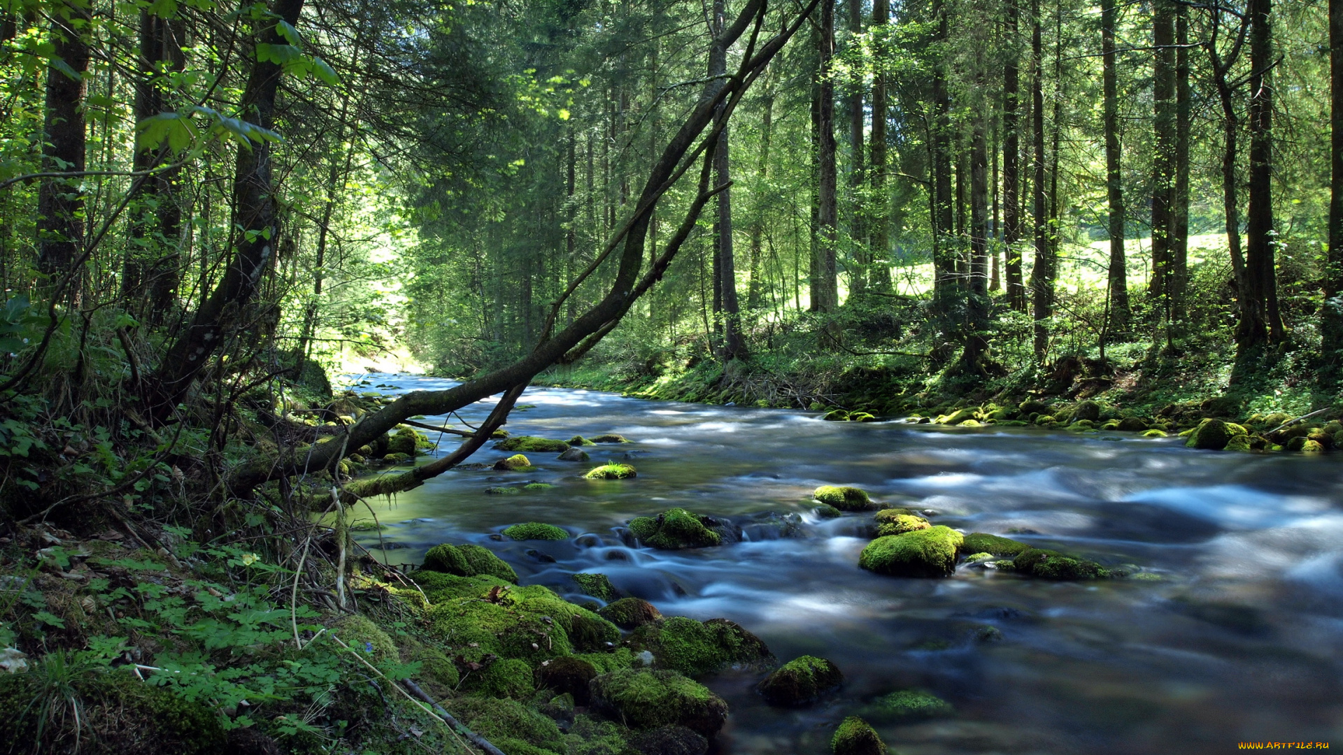 природа, реки, озера, лес, ручей