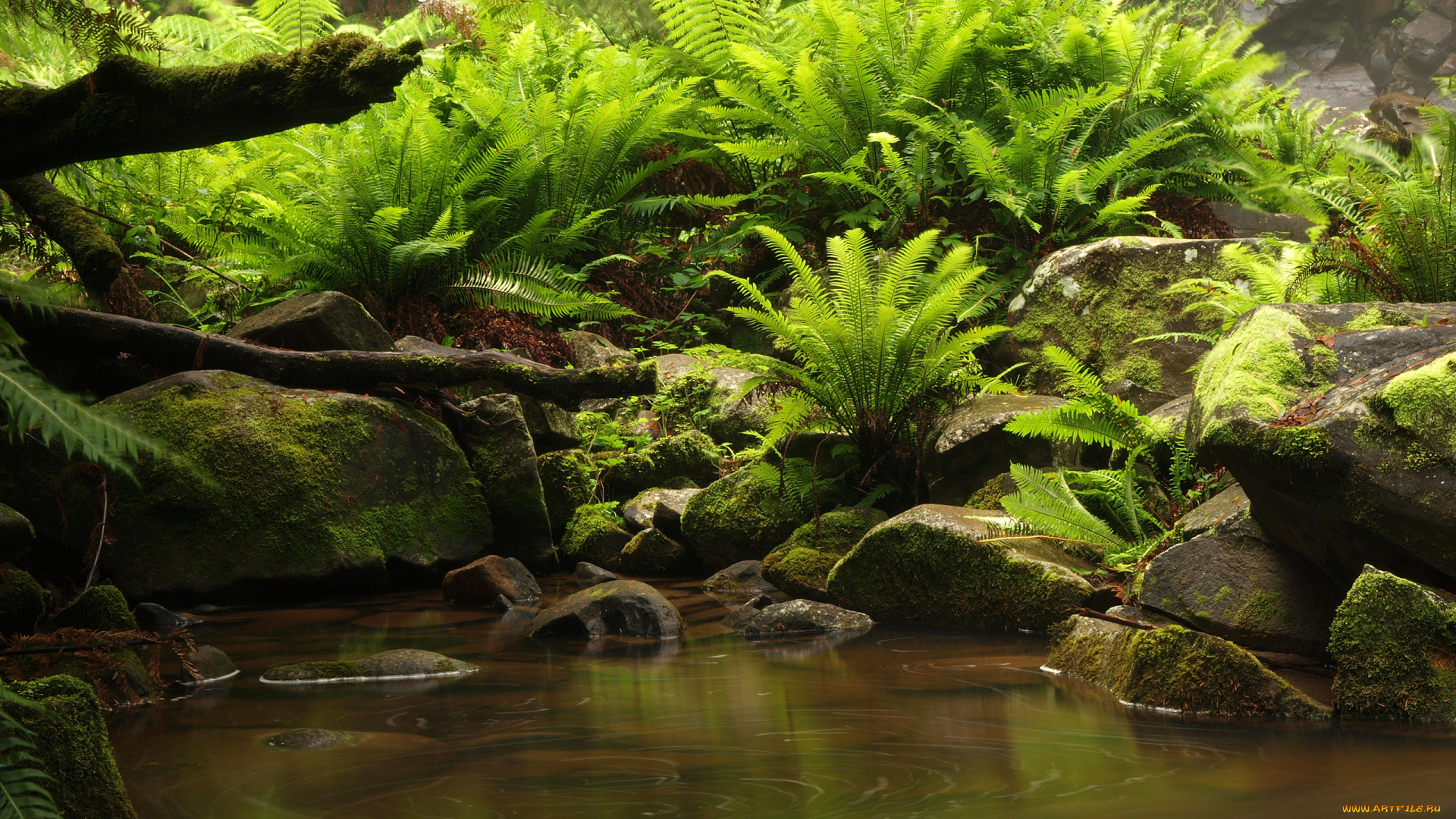 природа, реки, озера, папоротник, коряги, камни, ручей, лес