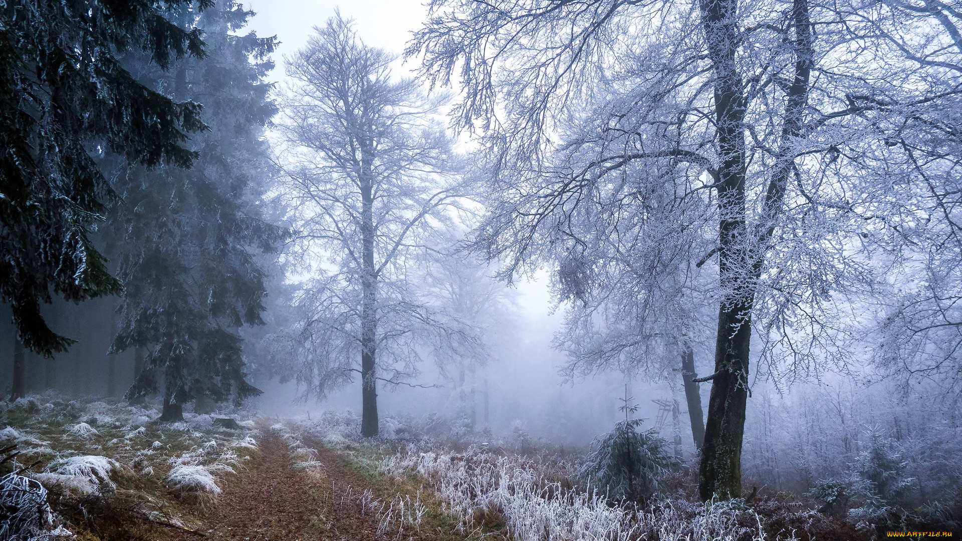 природа, зима, оспнь, утро, лес, трава, иней, дорога