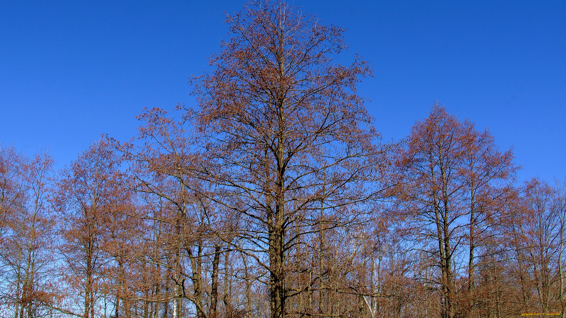 сережки, природа, деревья, весна, небо