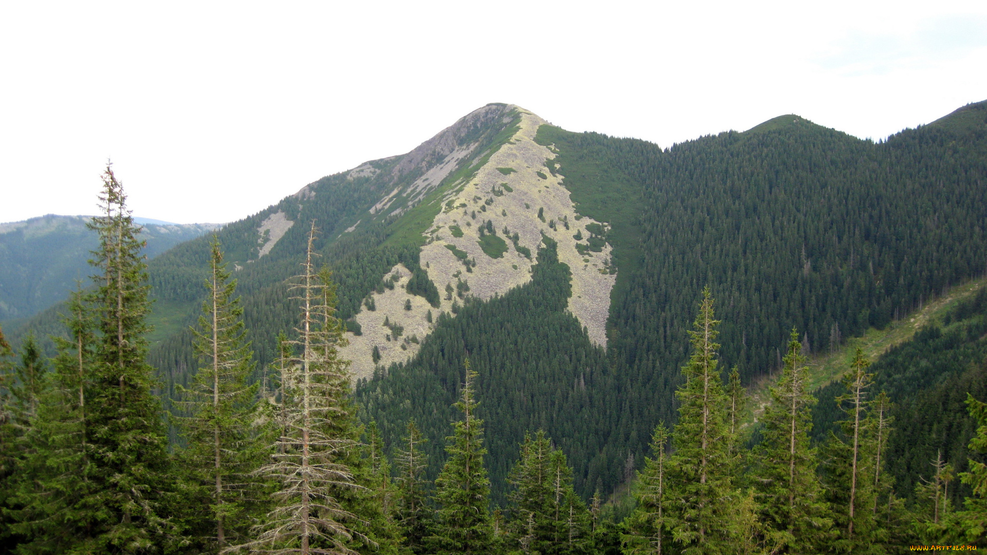 украина, карпаты, гора, кози, гори, природа, горы, лес