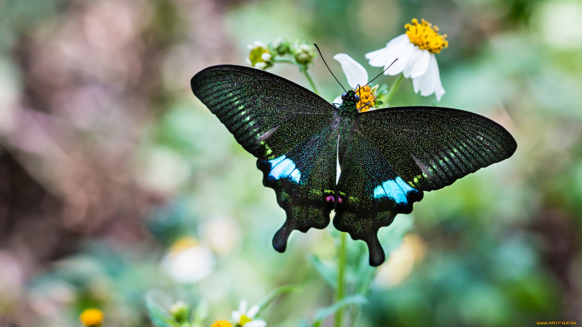 животные, бабочки, крылья