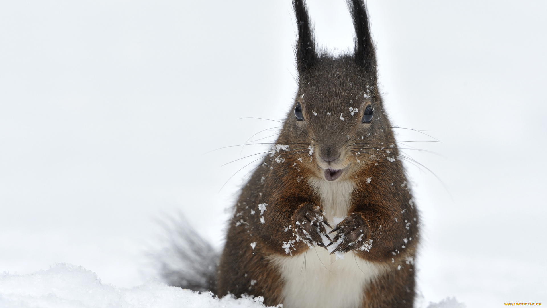 животные, белки, снег, кисточки