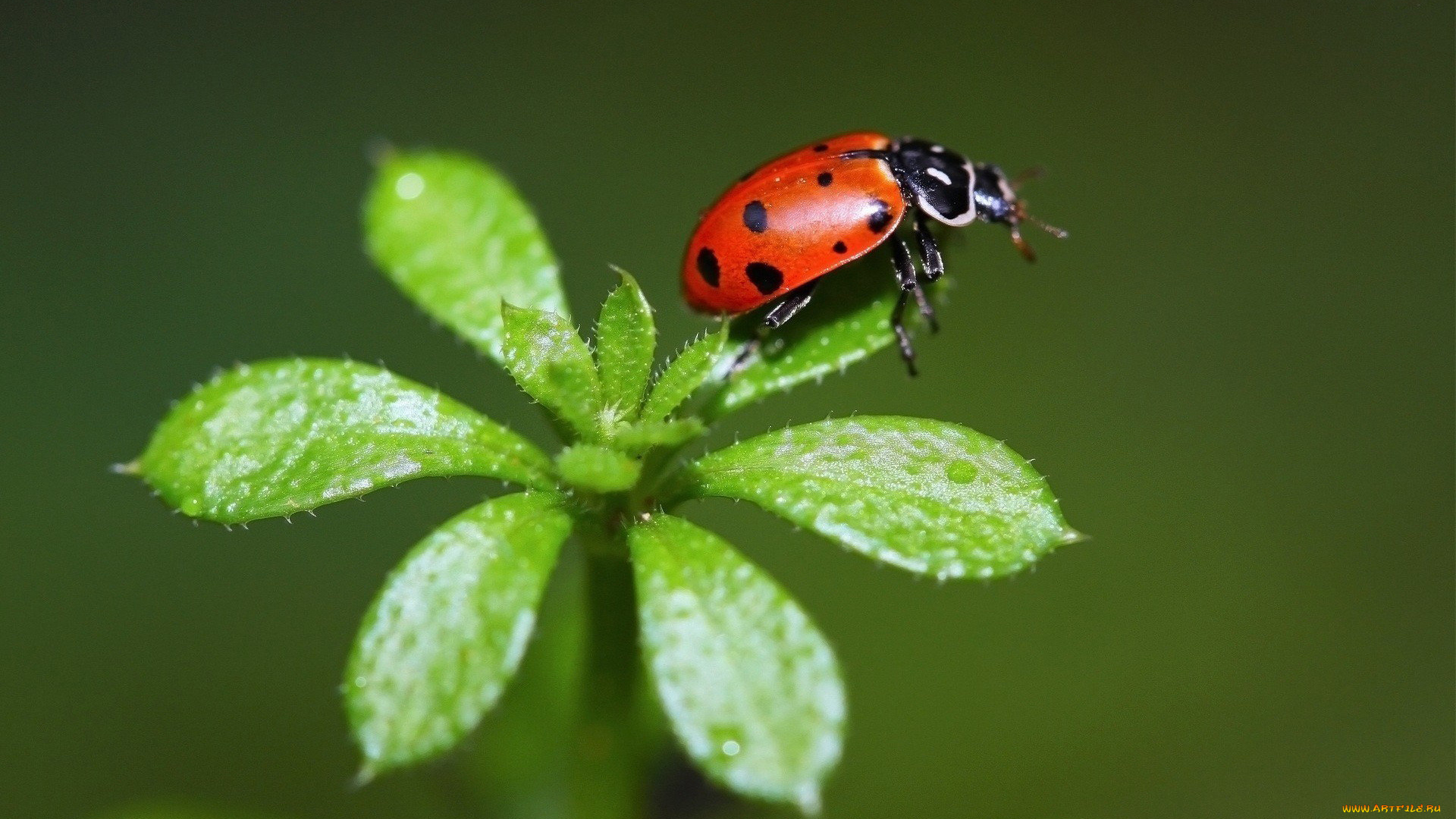 животные, божьи, коровки, божья, коровка