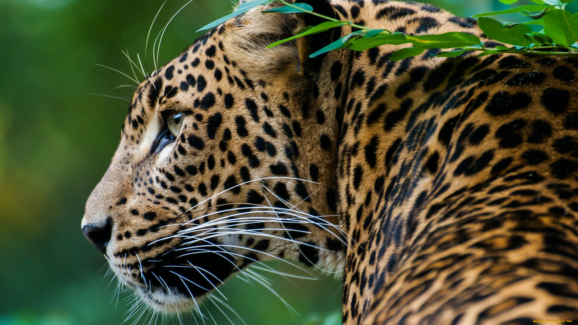 животные, леопарды, профиль, красавец