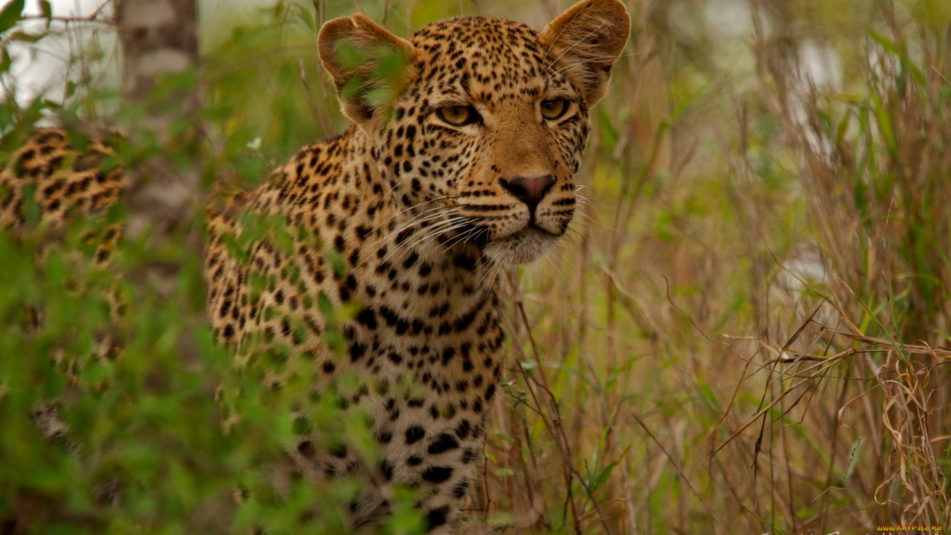 животные, леопарды, трава, дикая, кошка
