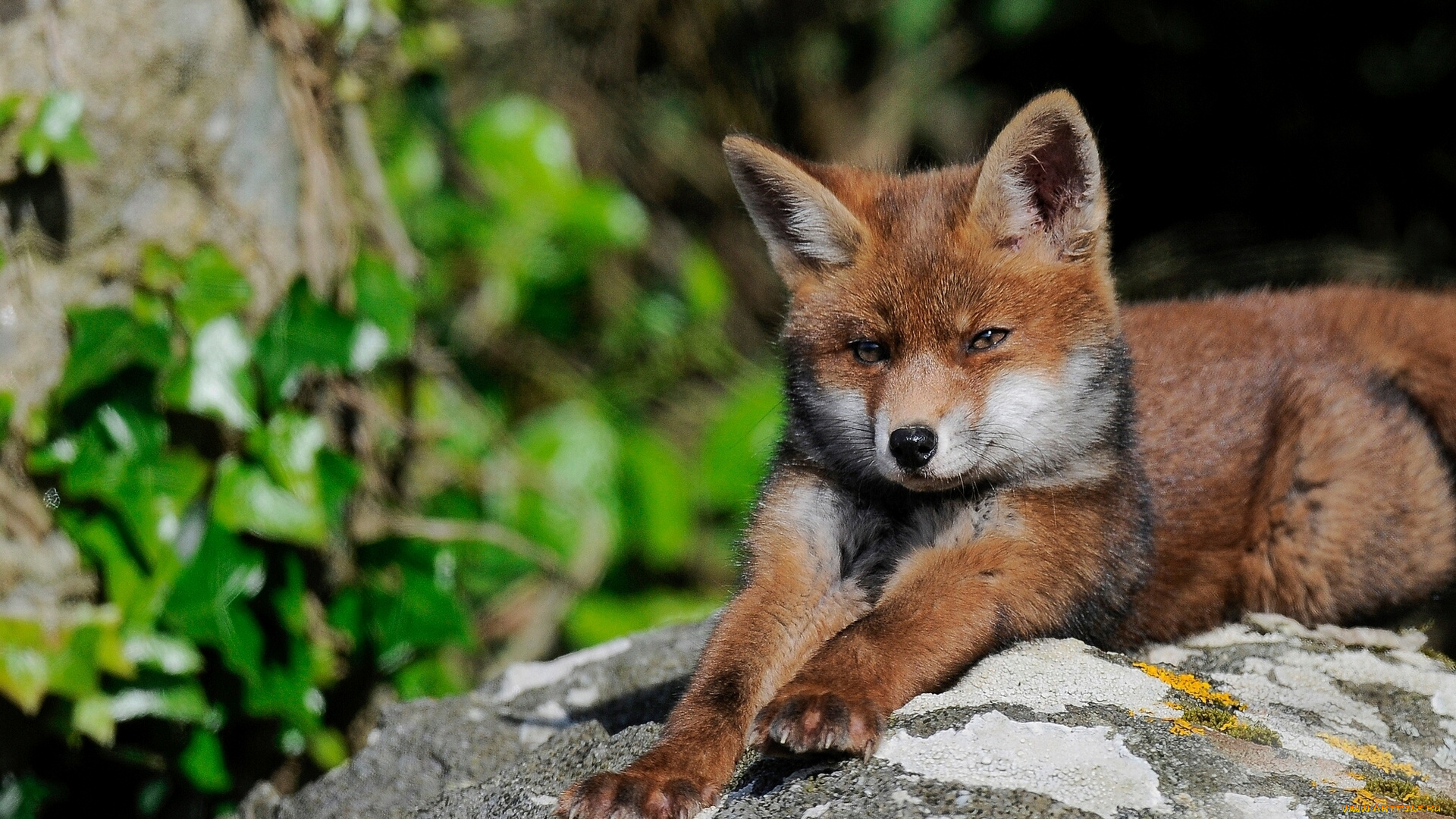 животные, лисы, лисёнок, камень, потягушки