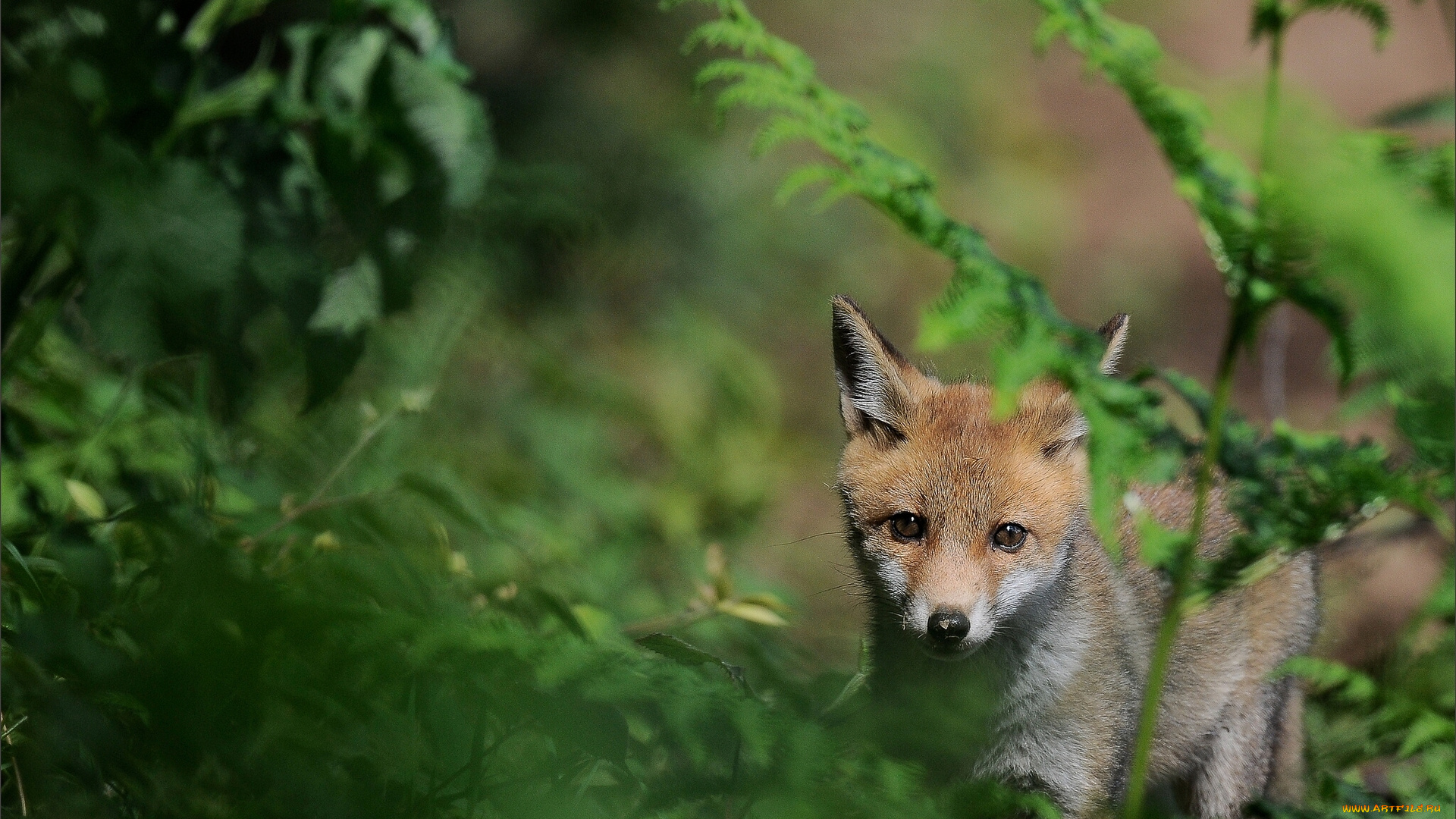 животные, лисы, лисёнок, трава