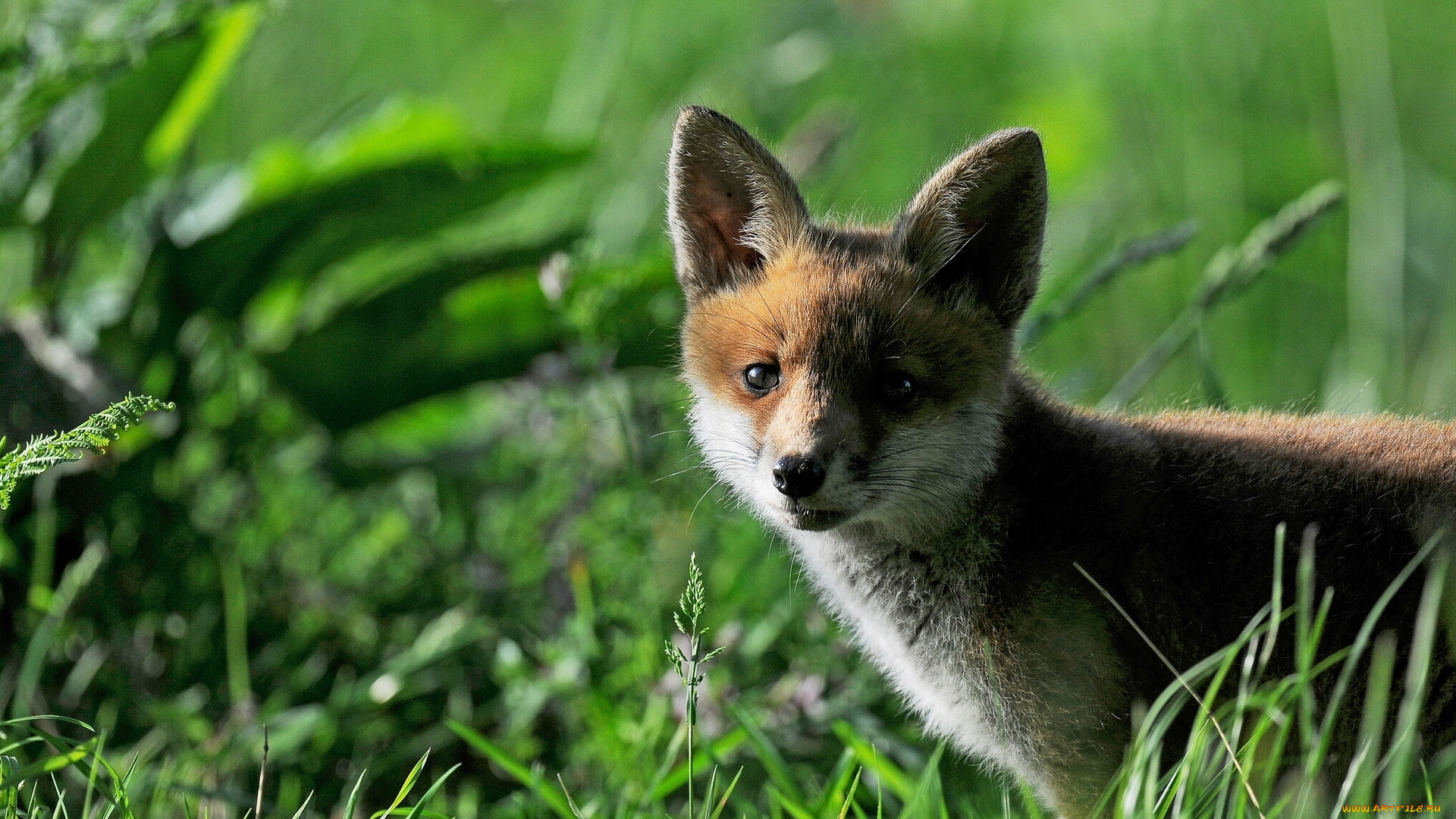 животные, лисы, лисёнок, трава