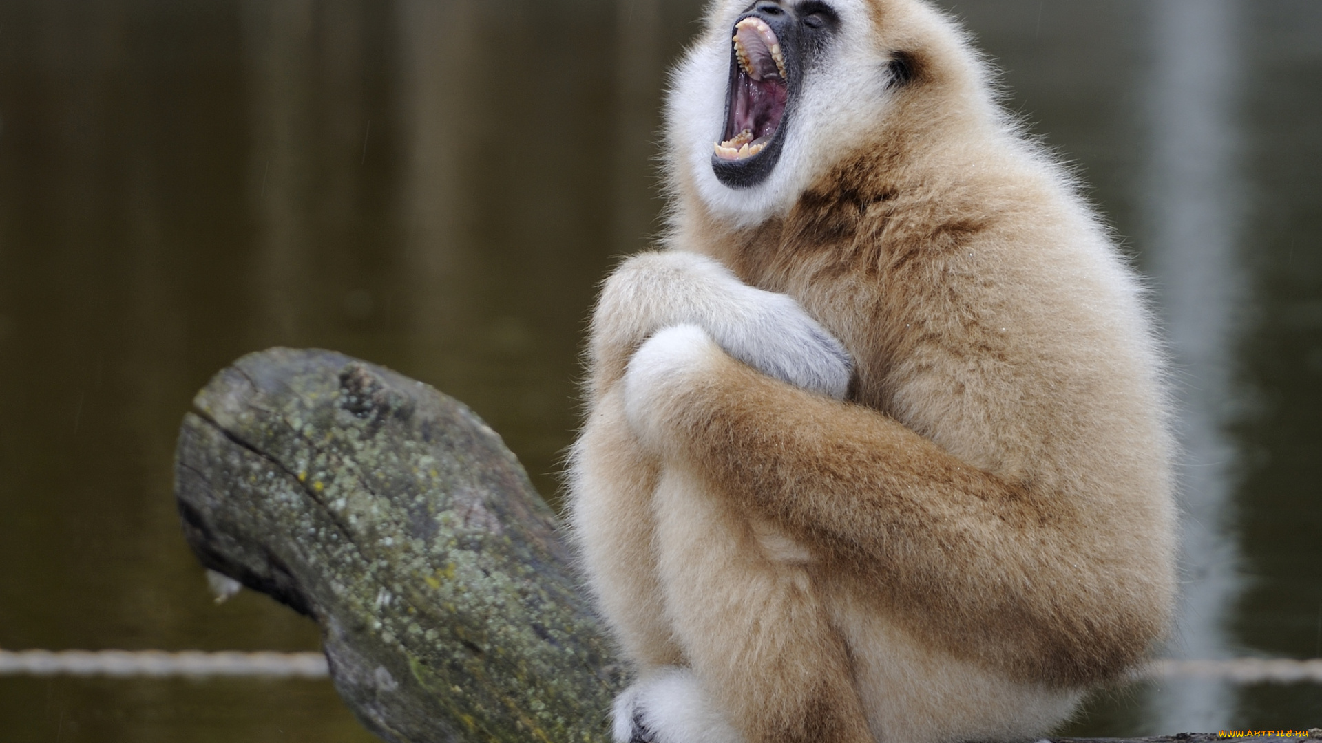 животные, обезьяны, гиббон, пение