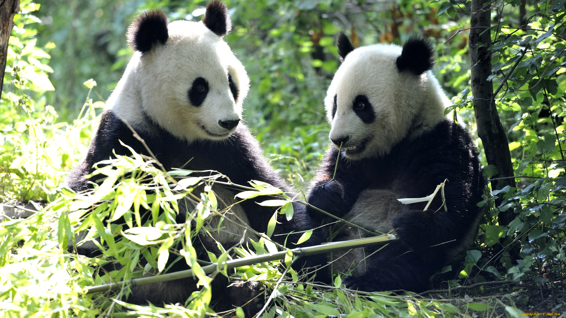 животные, панды, бамбук, мишки