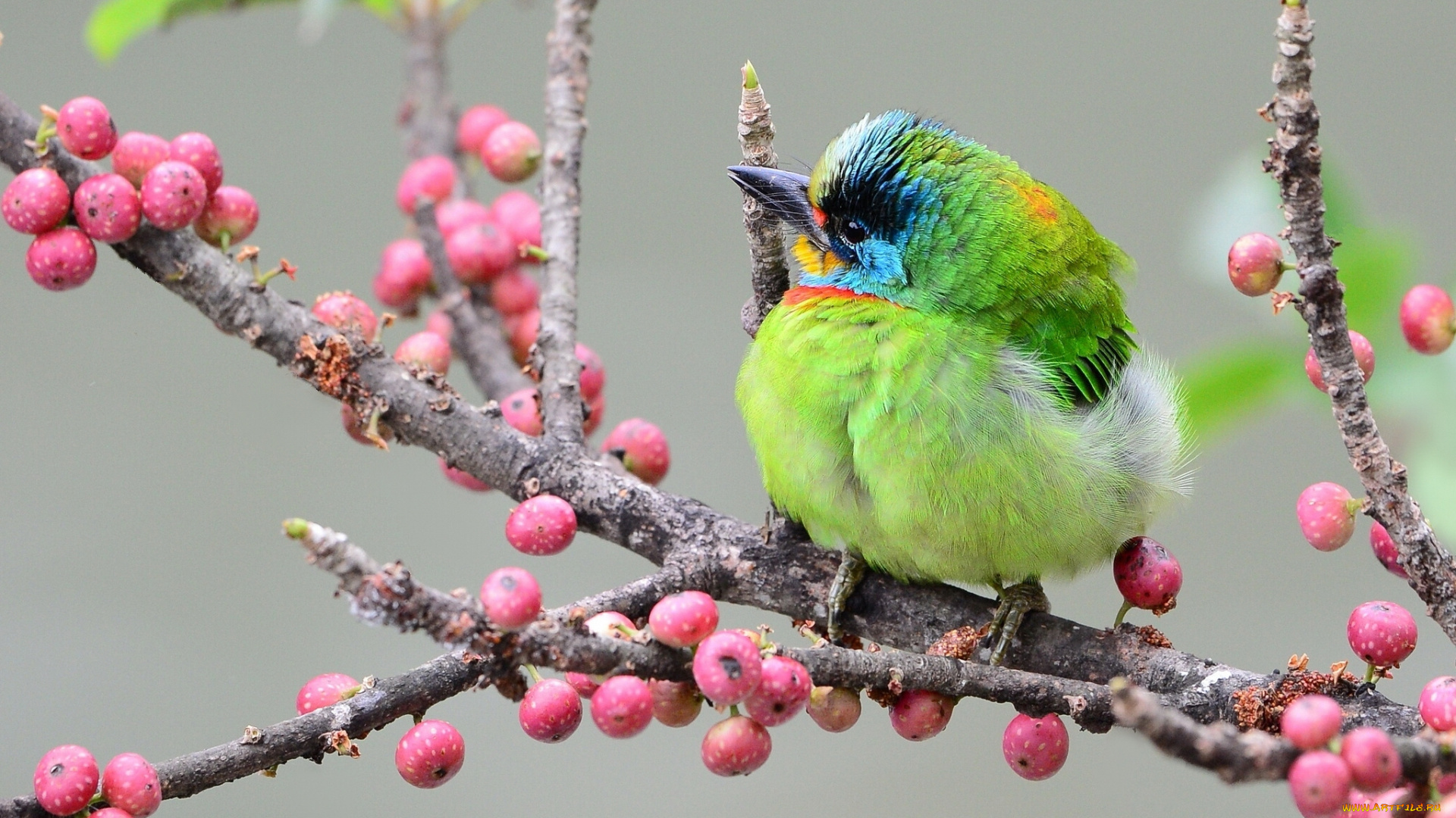 животные, птицы, азиатский, дятел, ветка, ягоды, тайваньский, чернобровый, бородастик