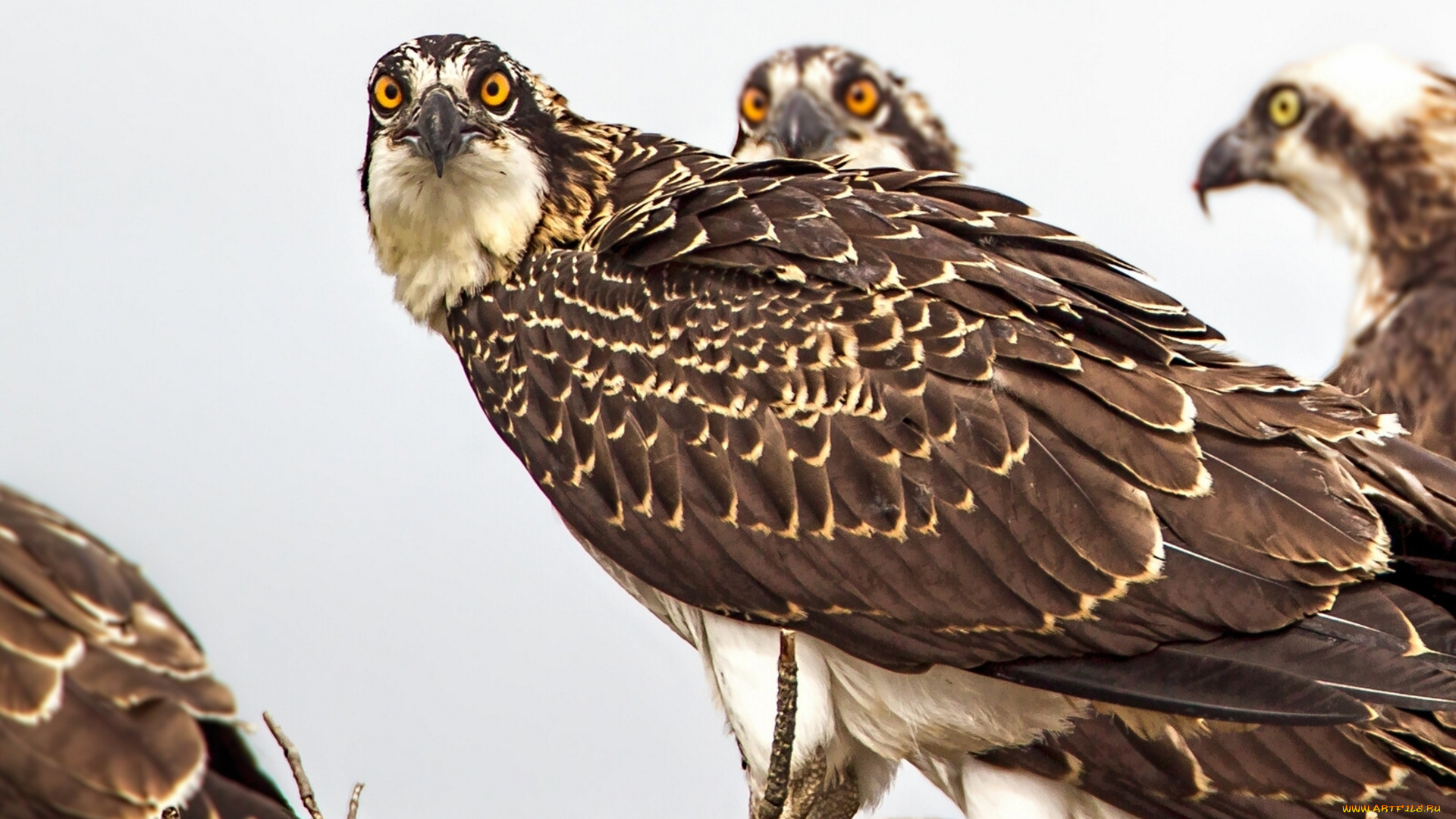 животные, птицы, хищники, скопа