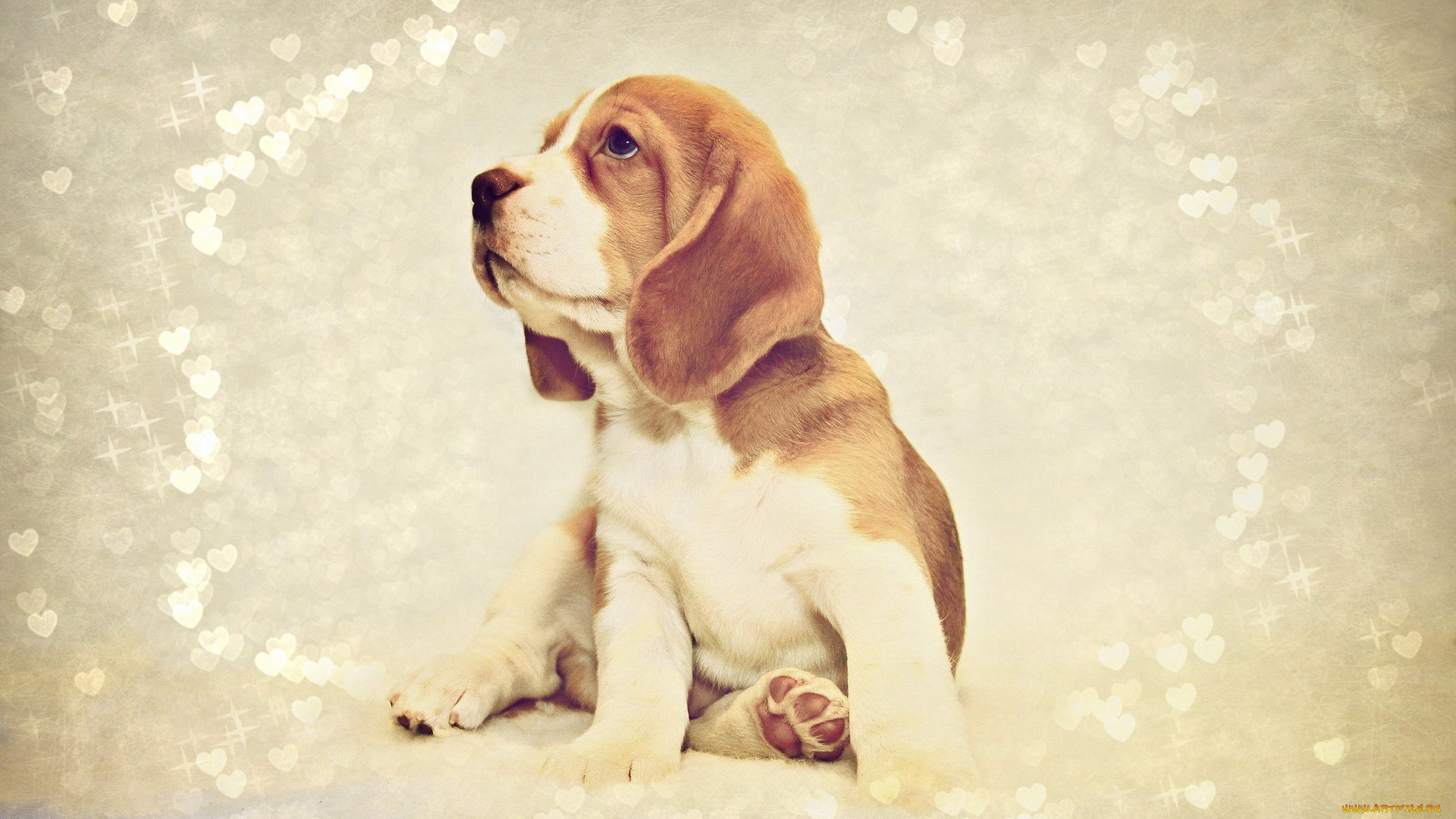 животные, собаки, щенок, бигль