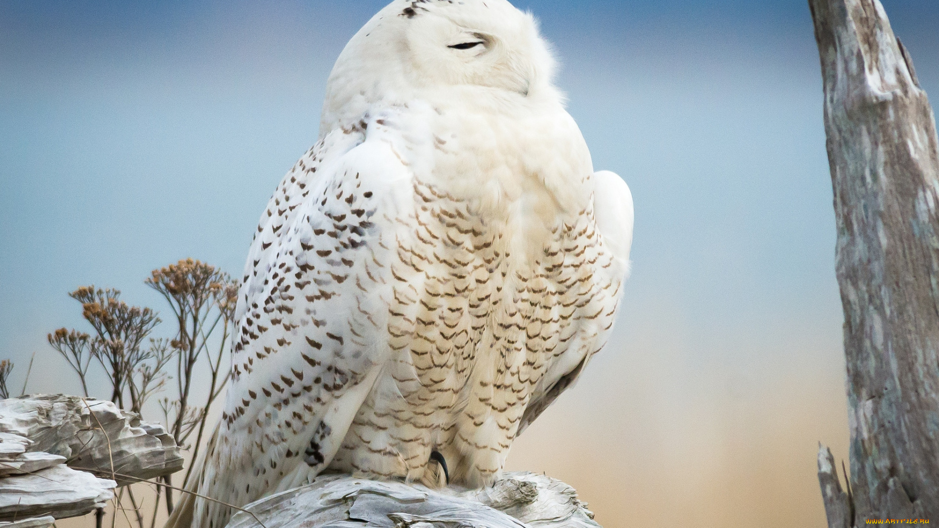 животные, совы, полярная, сова