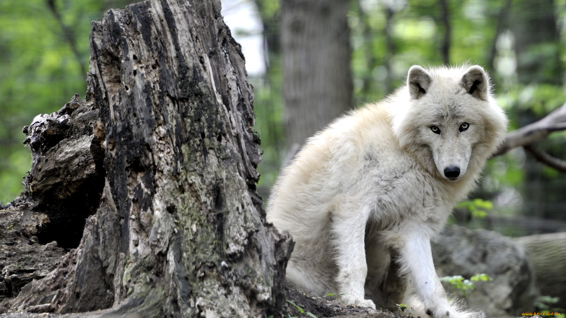 животные, волки, пень, арктический, волк