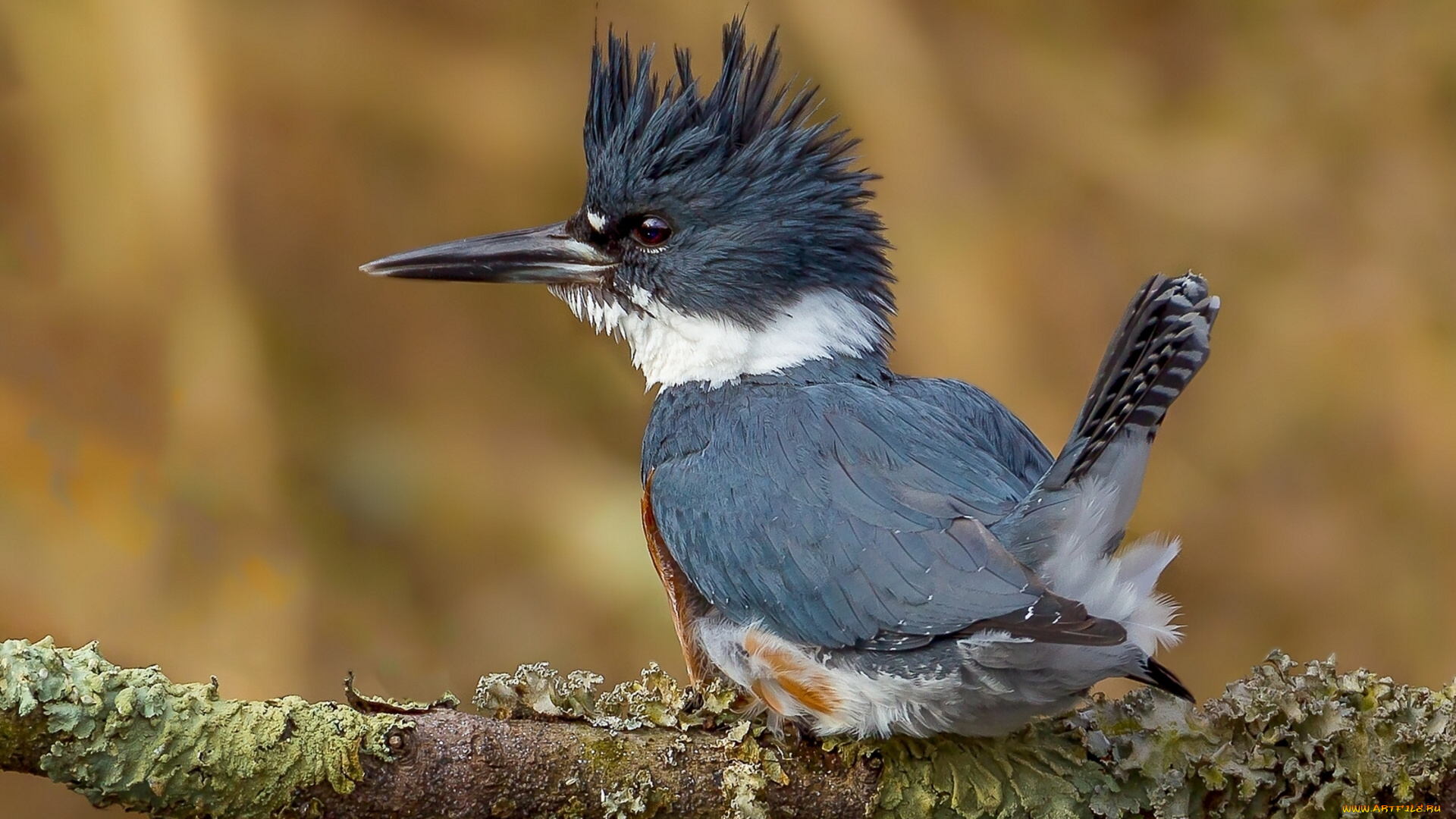 животные, зимородки, птица, ветка, взъерошенный