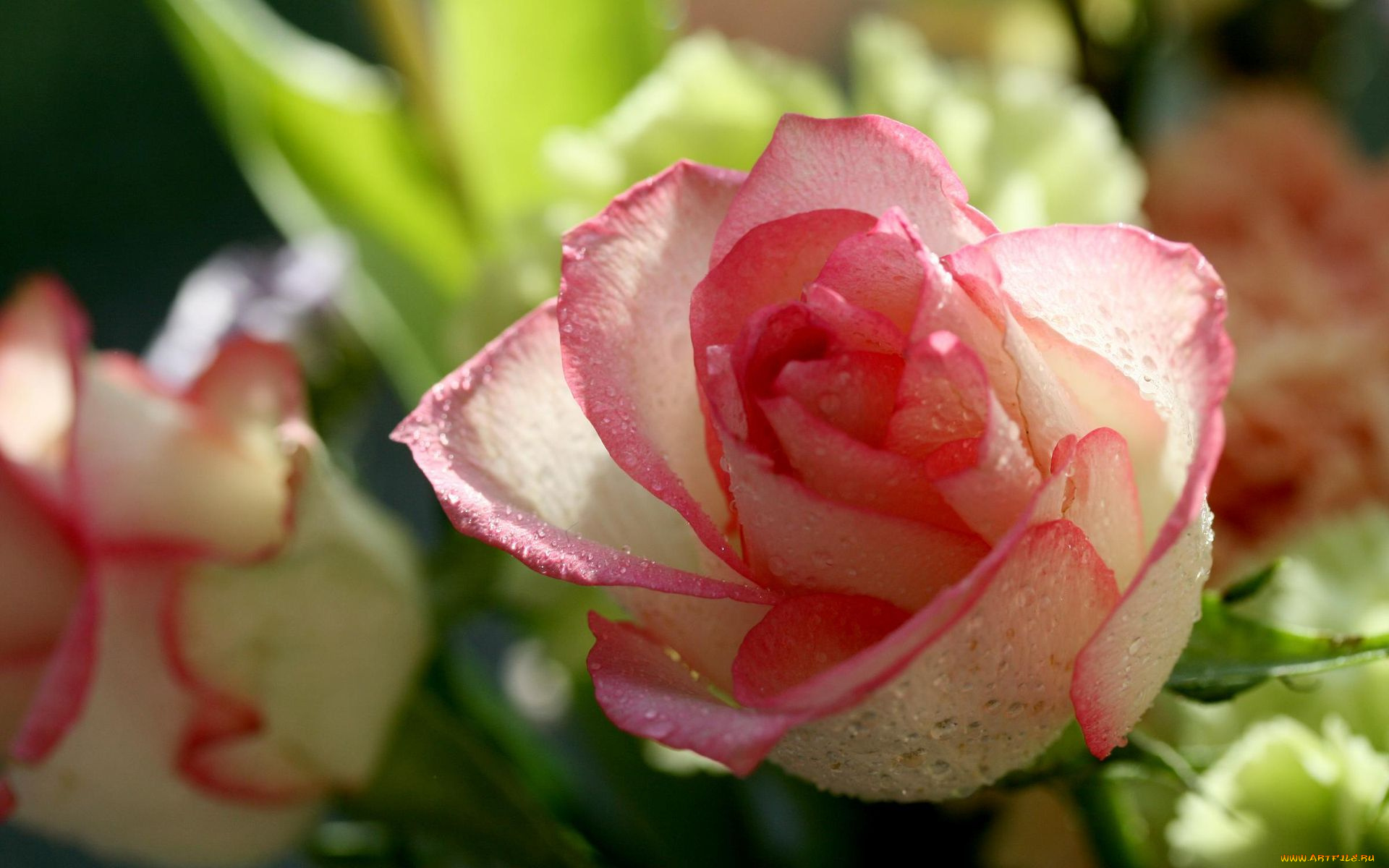 цветы, розы, капли, бело-розовый