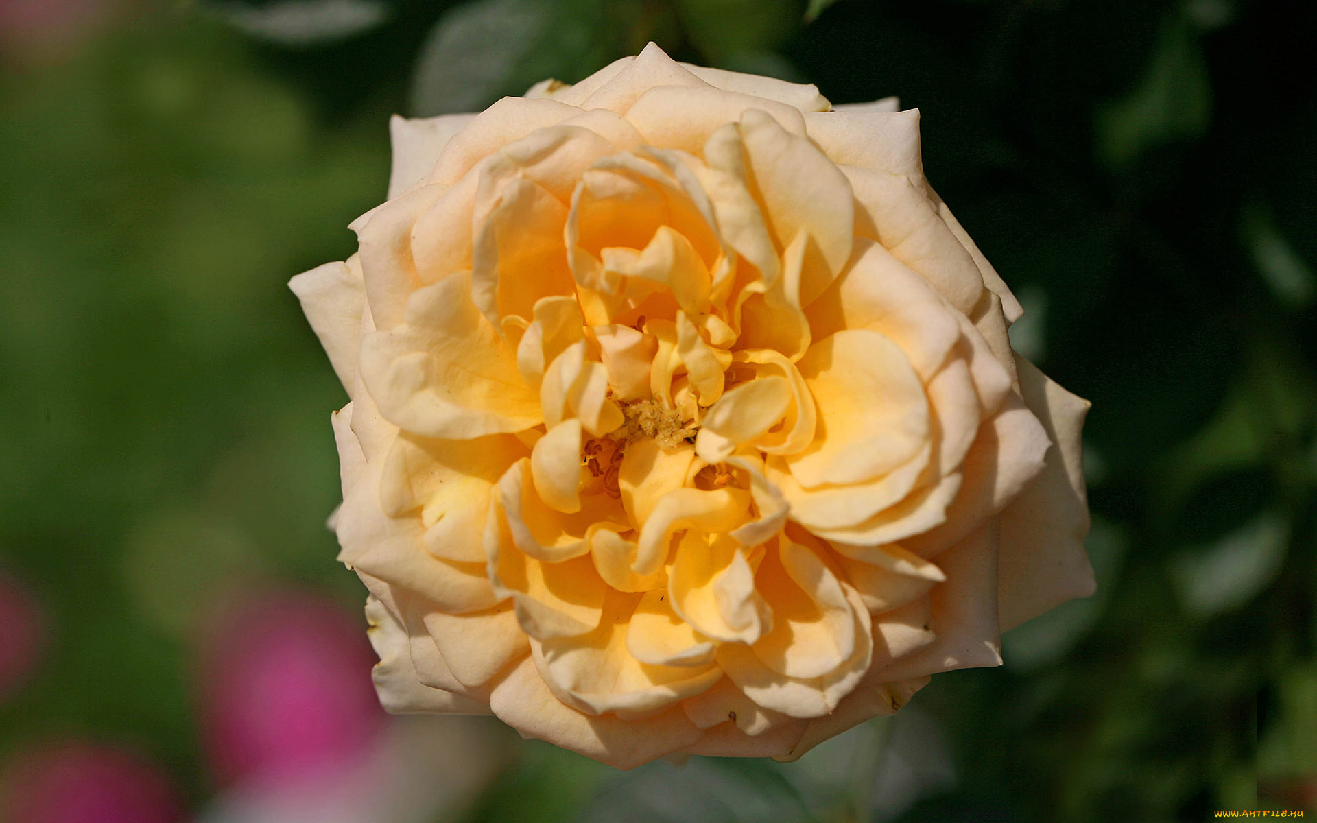 цветы, розы, роза