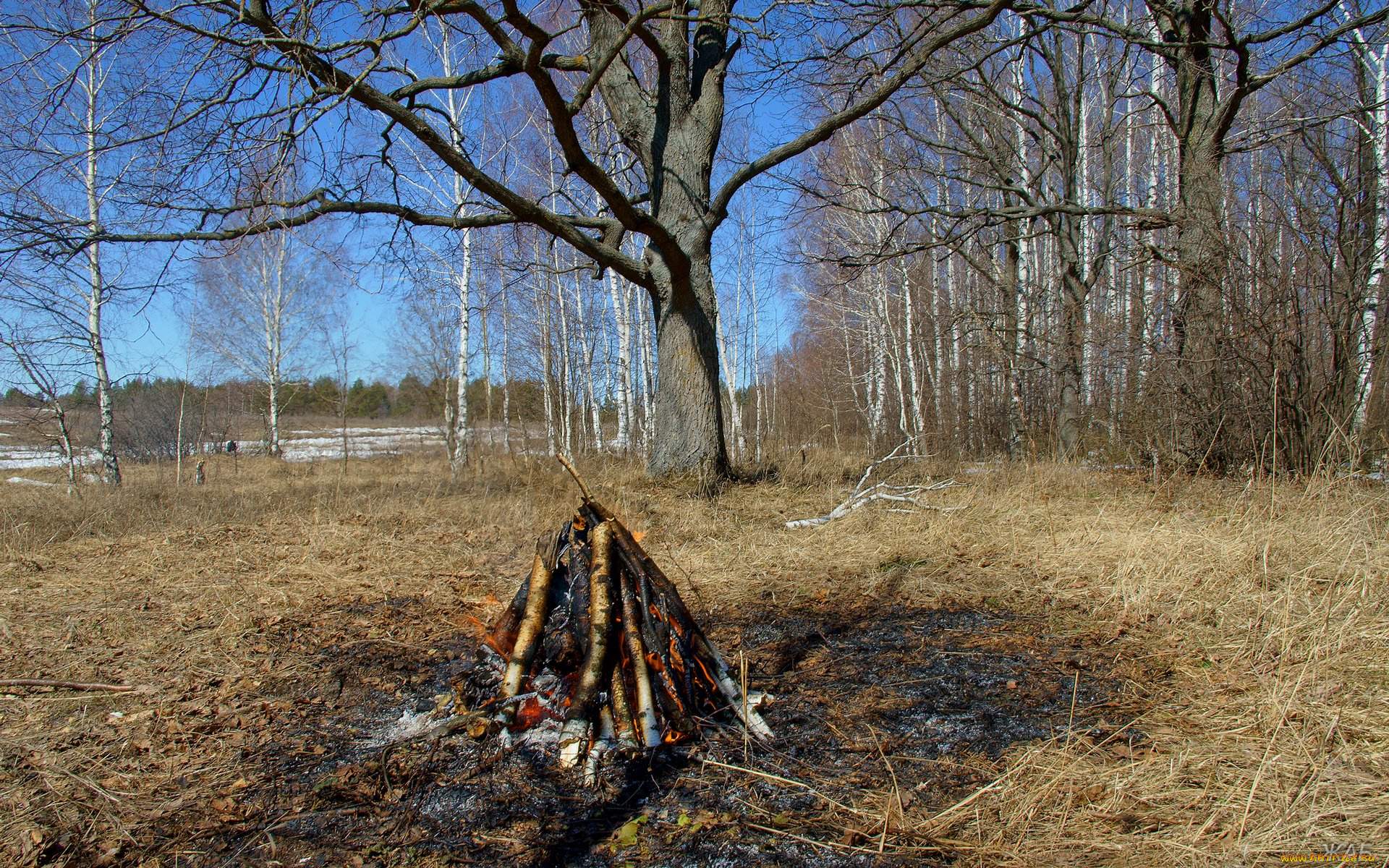 костёр, природа, лес, весна