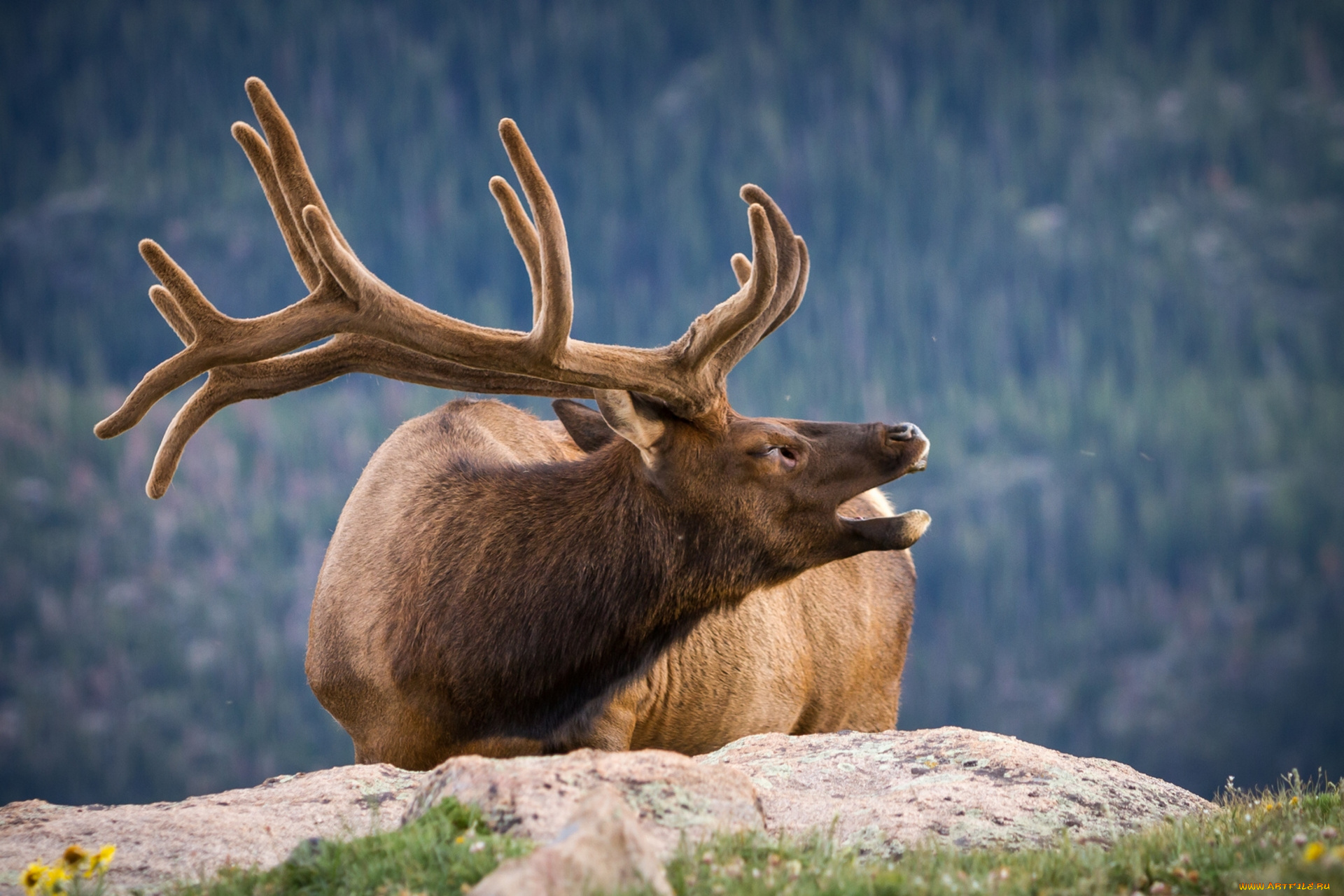 животные, олени, рога