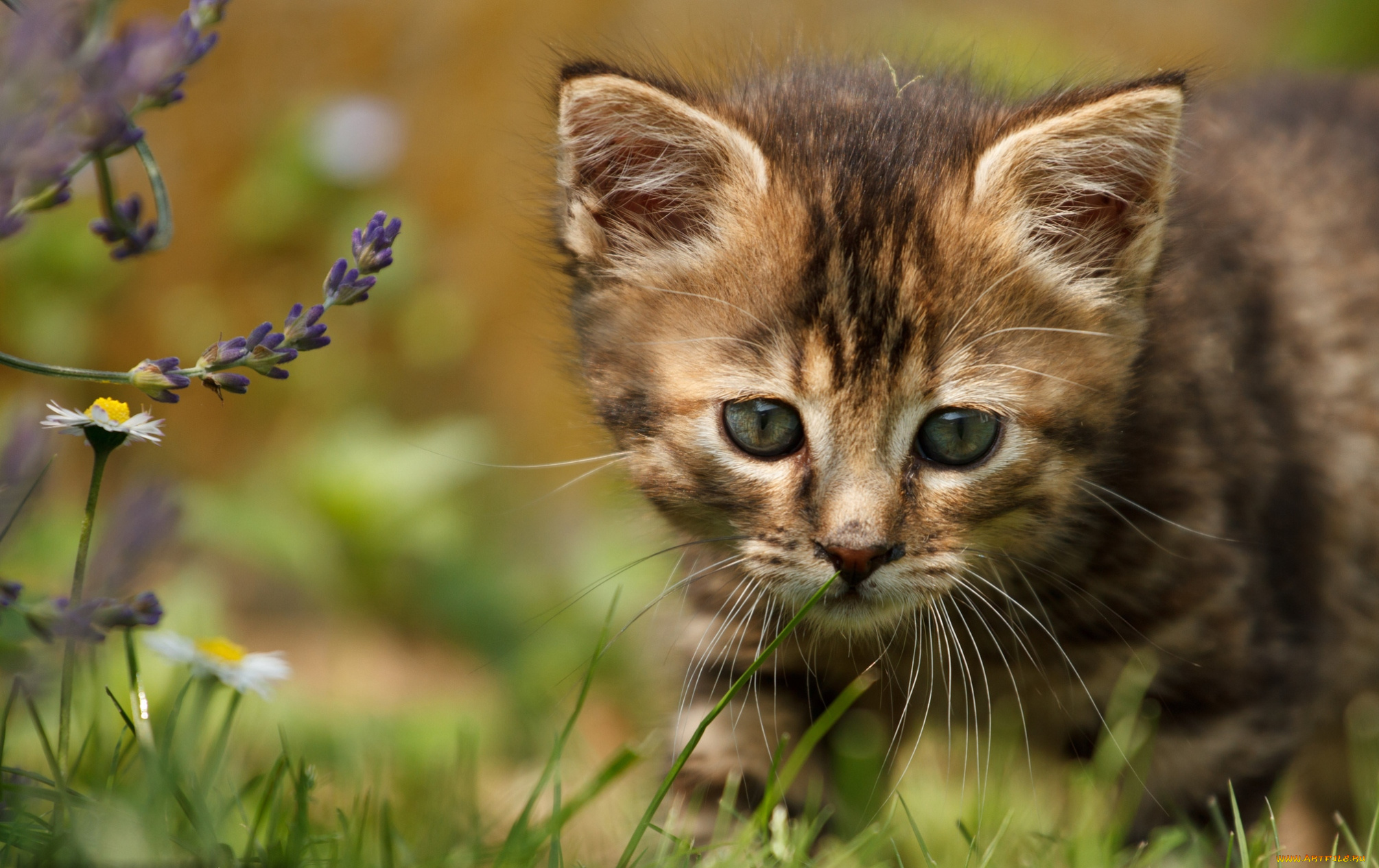 животные, коты, котенок