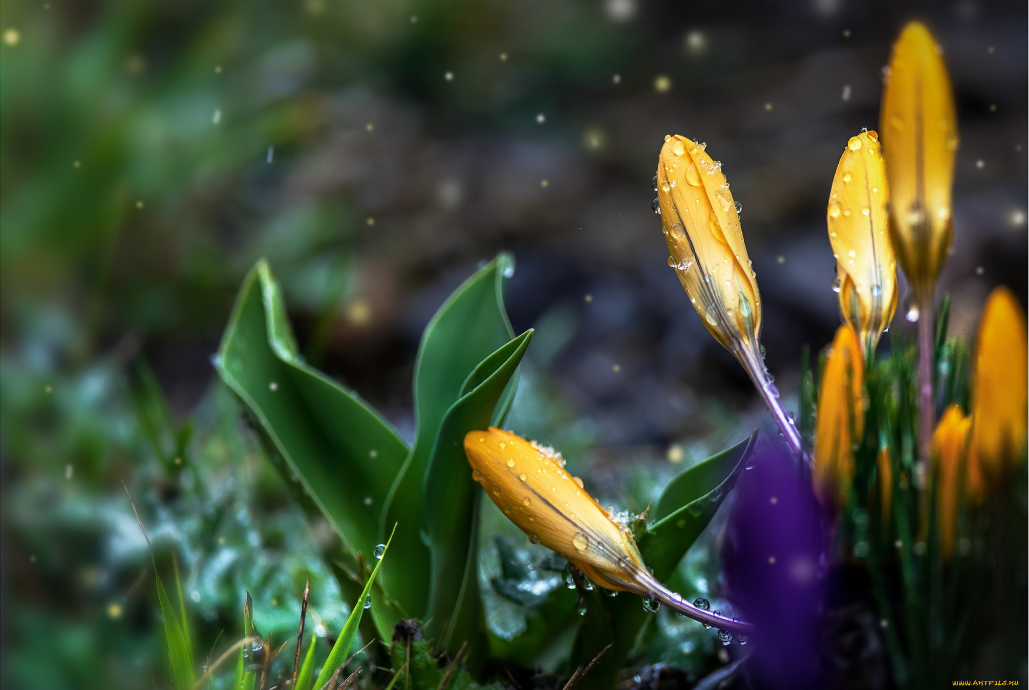 цветы, крокусы, капли, желтый, бутоны
