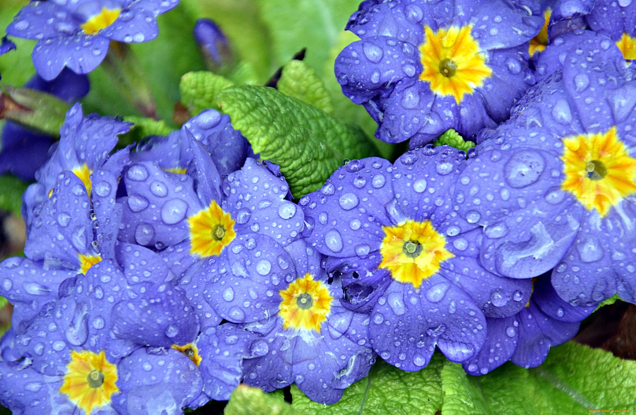 цветы, примулы, капли, сиреневый