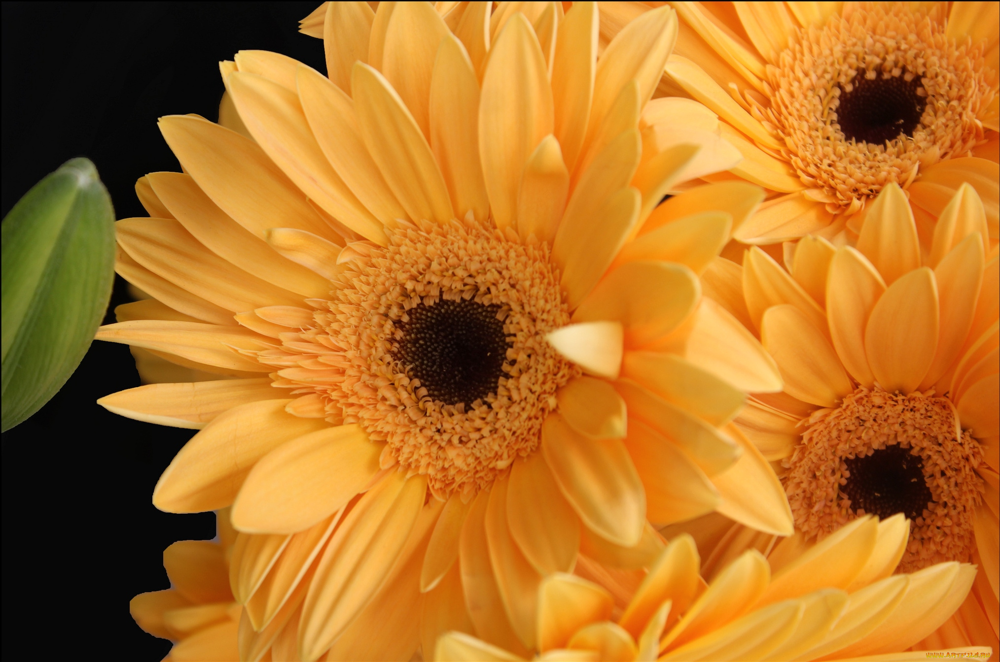 цветы, герберы, желтый