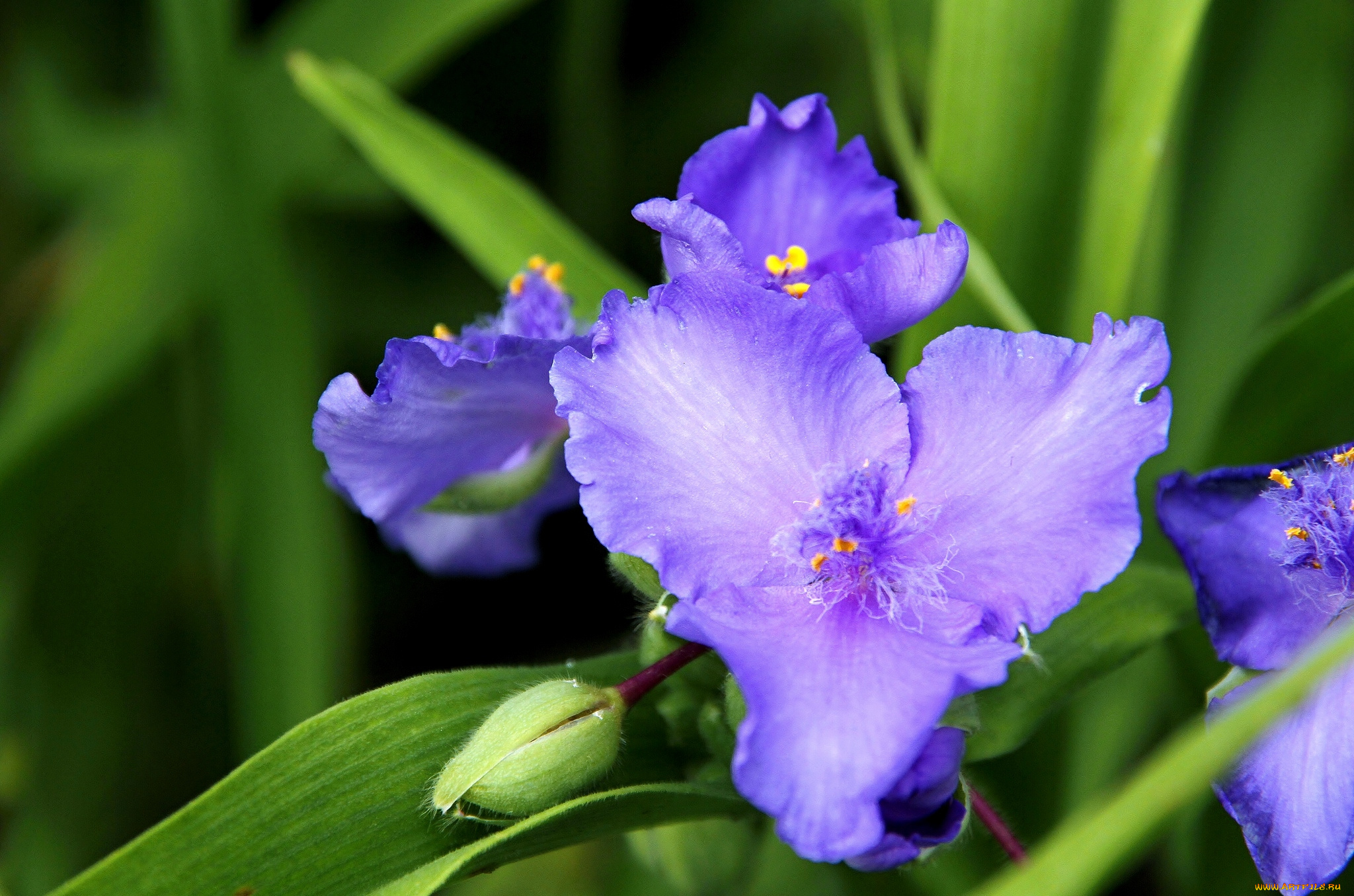 цветы, традесканции, сиреневый
