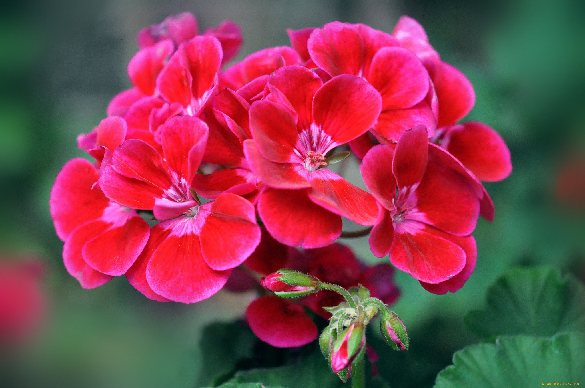 цветы, герань, соцветие, алый