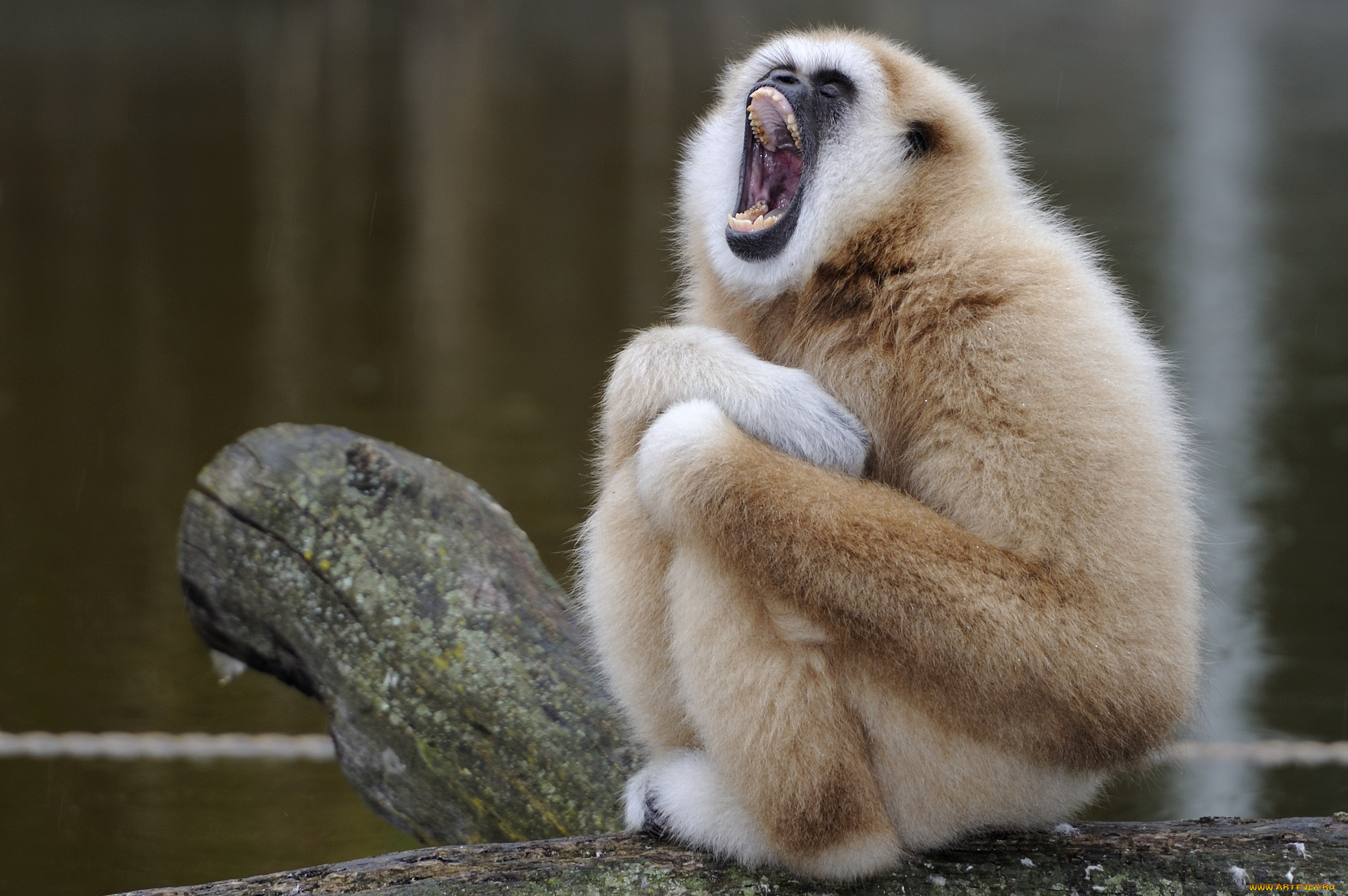 животные, обезьяны, гиббон, пение