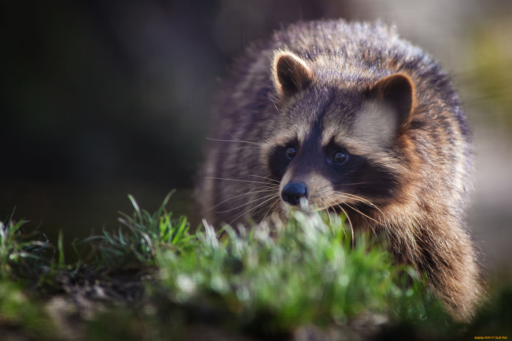 животные, еноты, мордочка