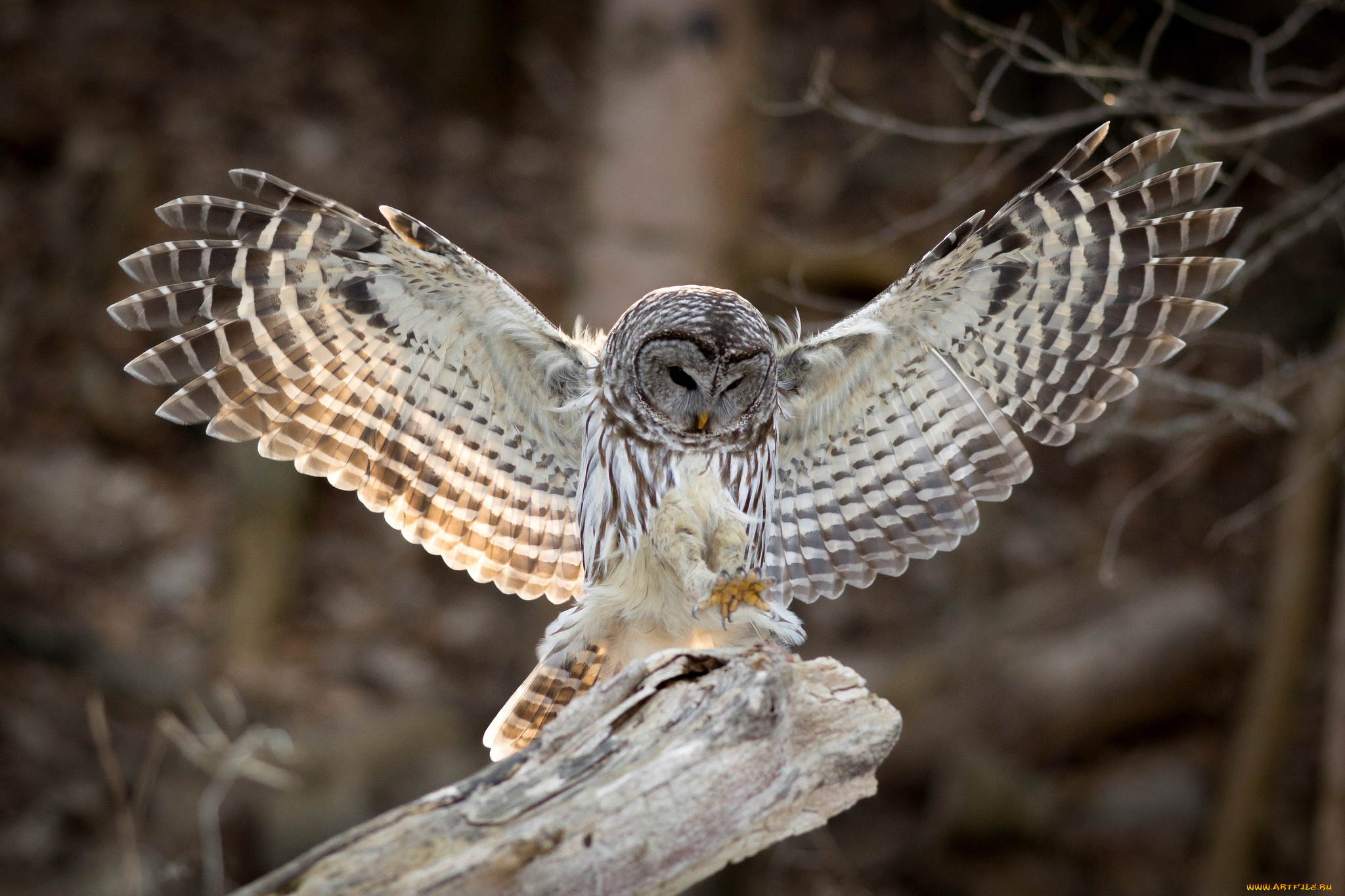животные, совы, крылья