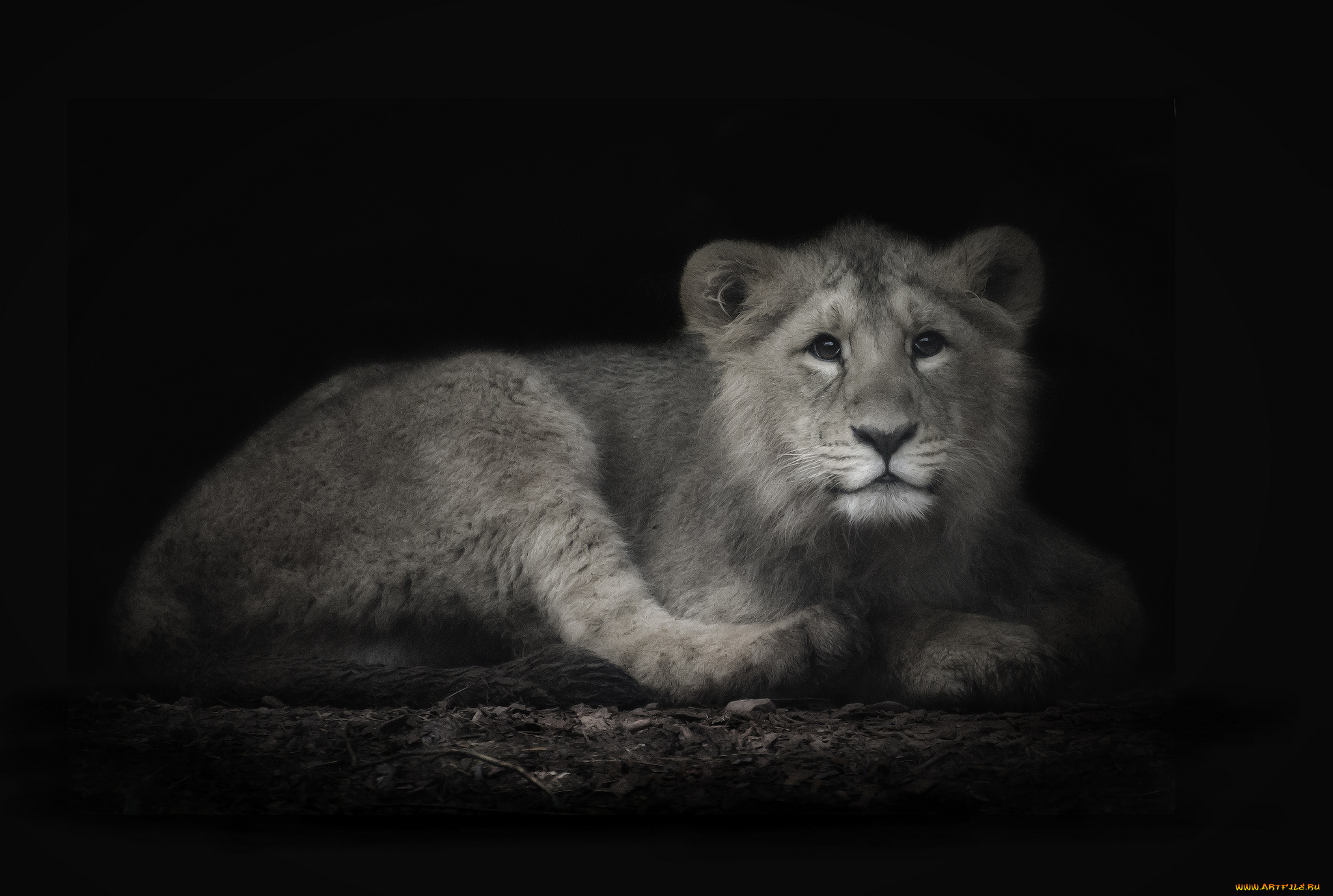 животные, львы, львенок