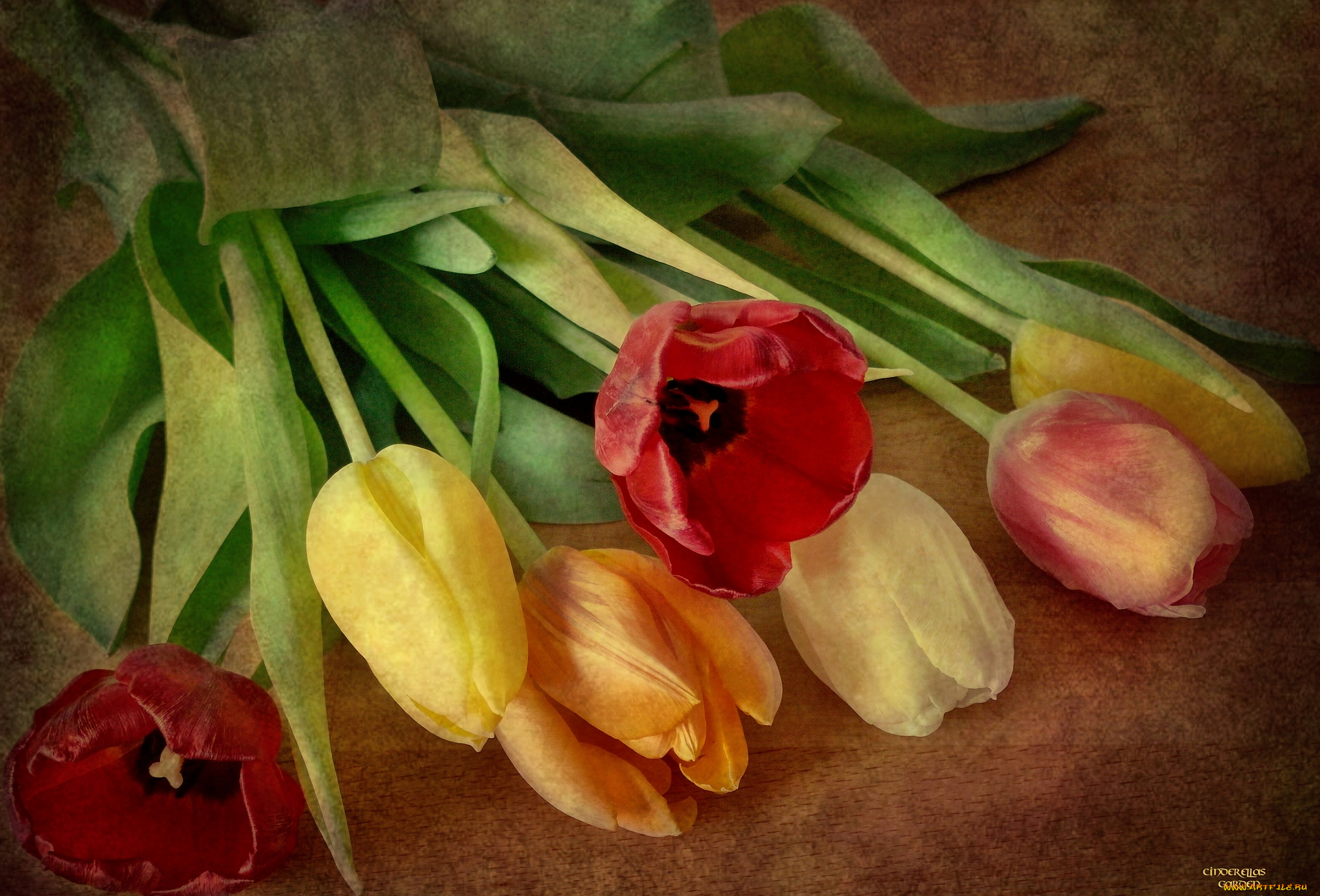 цветы, тюльпаны, бутоны