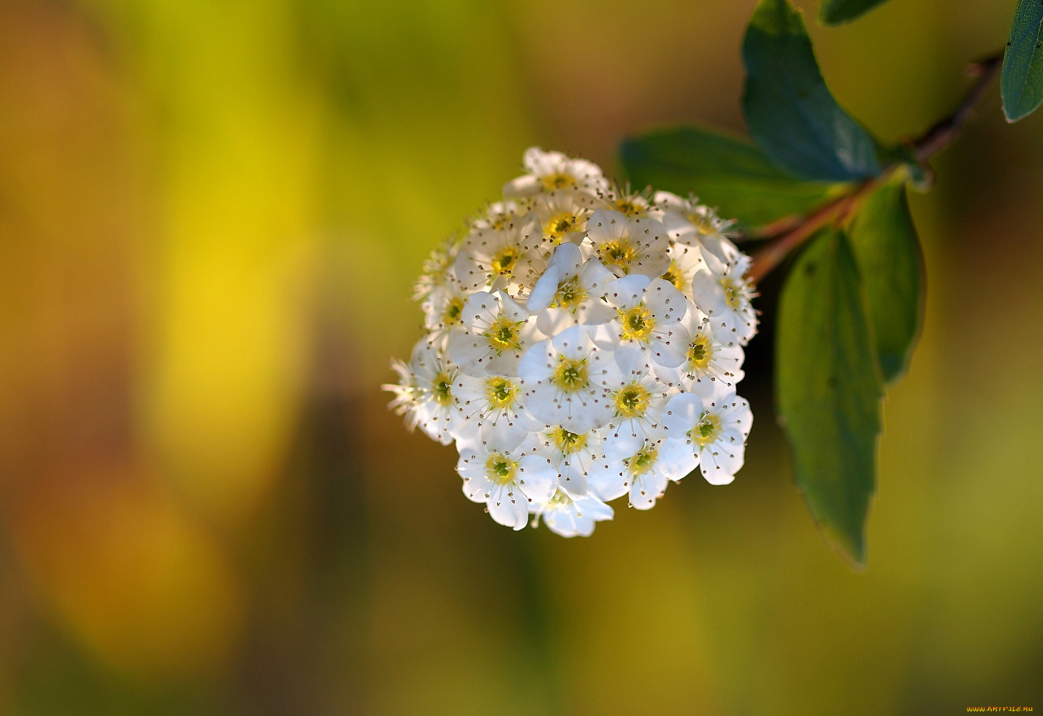 цветы, цветущие, деревья, кустарники, соцветие, цветение, макро, ветка