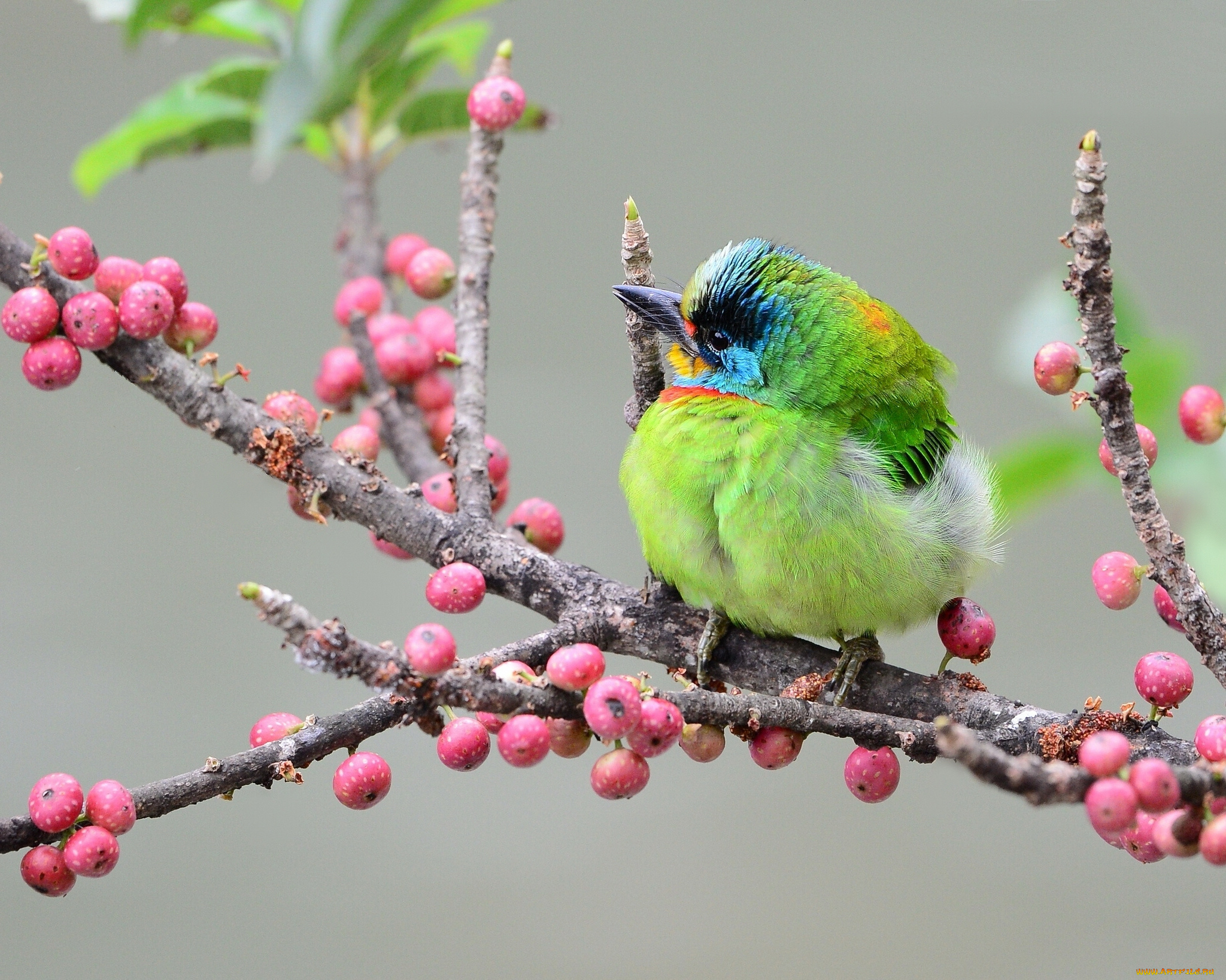животные, птицы, азиатский, дятел, ветка, ягоды, тайваньский, чернобровый, бородастик