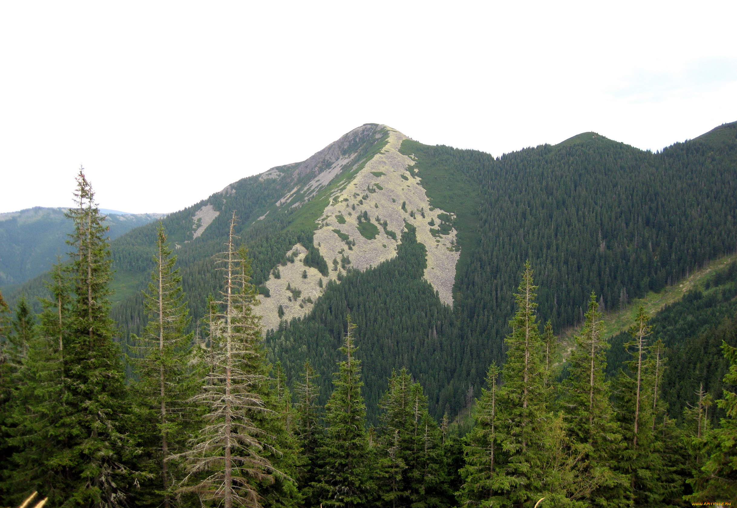 украина, карпаты, гора, кози, гори, природа, горы, лес