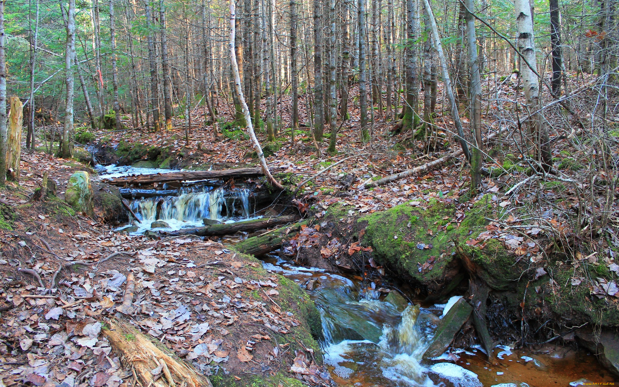 природа, лес, овраз, ручей, сучья, листва