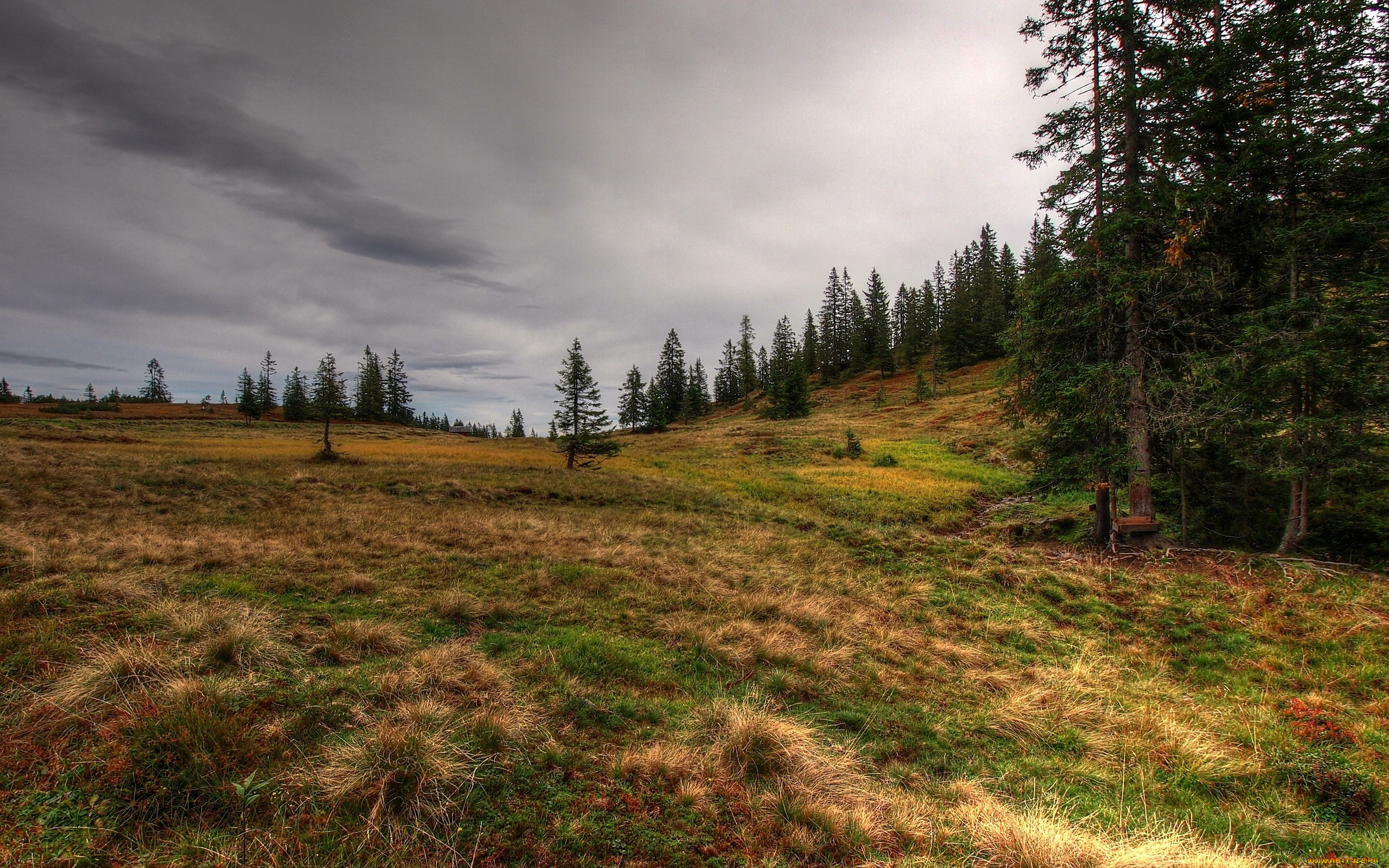 природа, поля, лес, поле, жухлая, трава, тучи