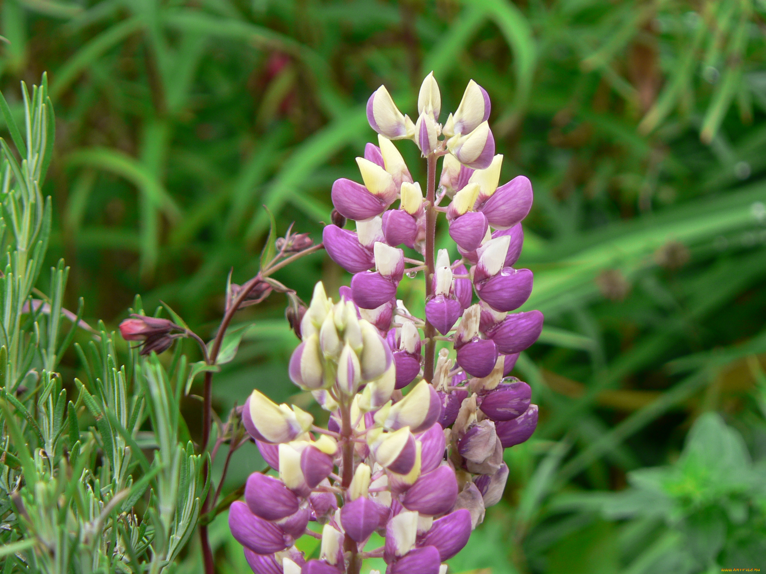 цветы, люпин, лепестки